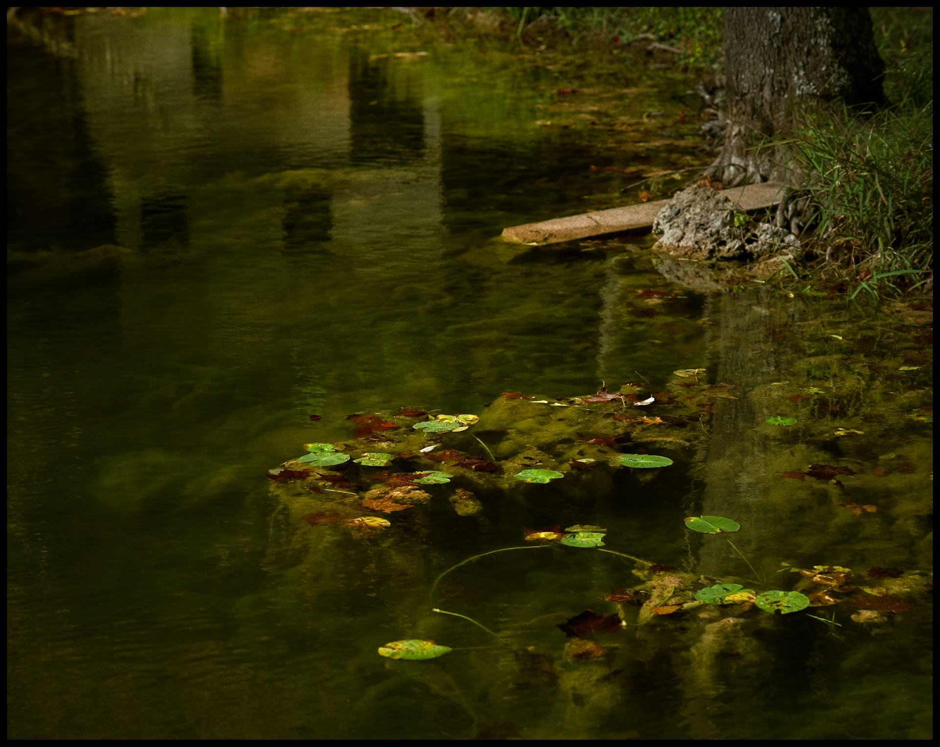 The reflection in the pond of Falling Spring Mill surrounded by floating Autumn leaves and moss covered rocks. Near Winona, Missouri in the Ozark Mountains, 1991