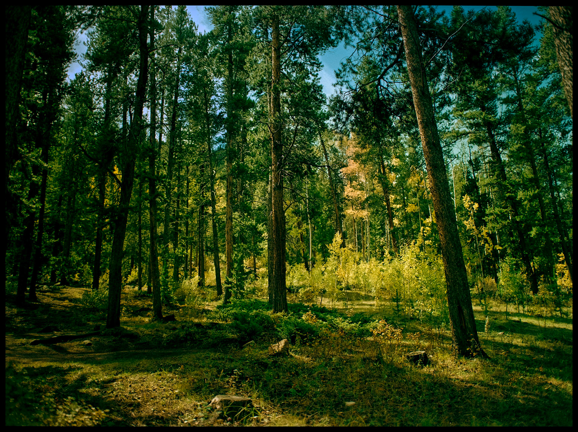 A spot of changing fall color from a deciduous tree amongst an evergreen pine forest in Colorado. Near Marble, Colorado. 1992