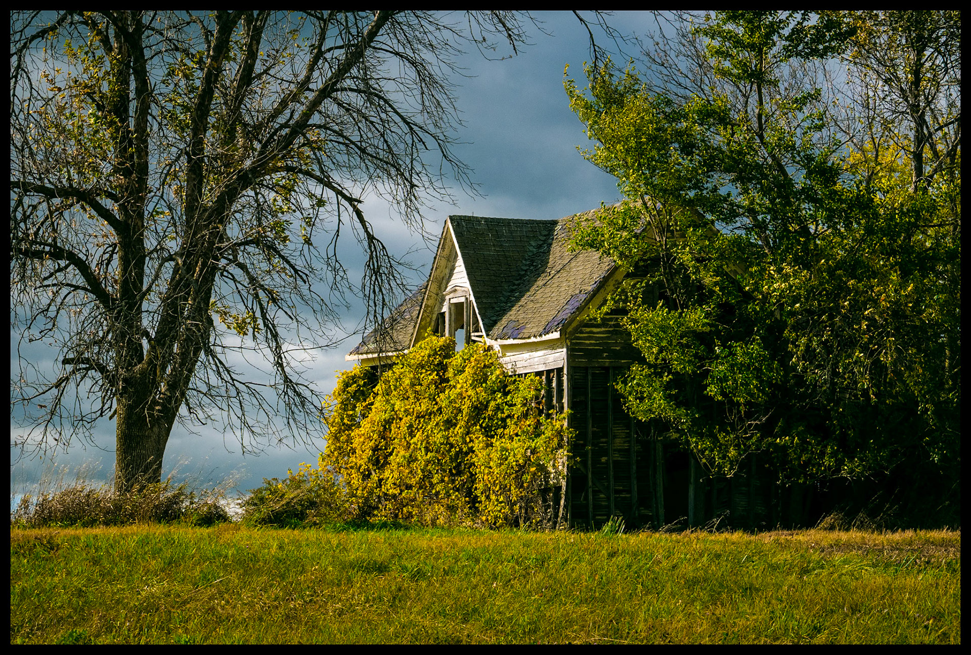 A dilapidated, abandoned farmhouse on a hill, highlighted by the afternoon sun shining through a break in the dark clouds in the background, surrounded by trees and covered with vines in various states of their Autumn yellow color change. Near South Gifford, Missouri. 2023