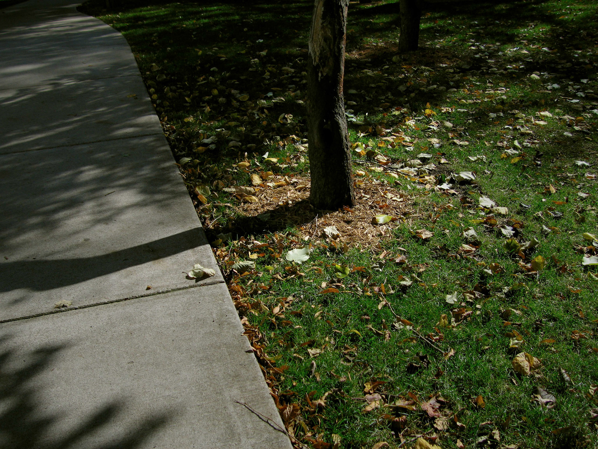 Tree Shadow, Truman State Campus, Kirksville, Missouri 2006