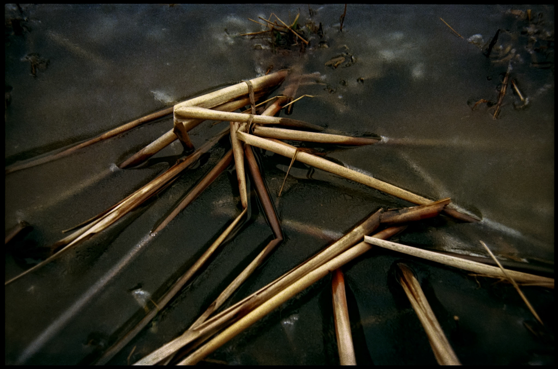 An abstract nature still life of bent dead cattail stalks below and above the ice at the edge of a lake making an interesting design. Near Kirksville, Missouri 1982.