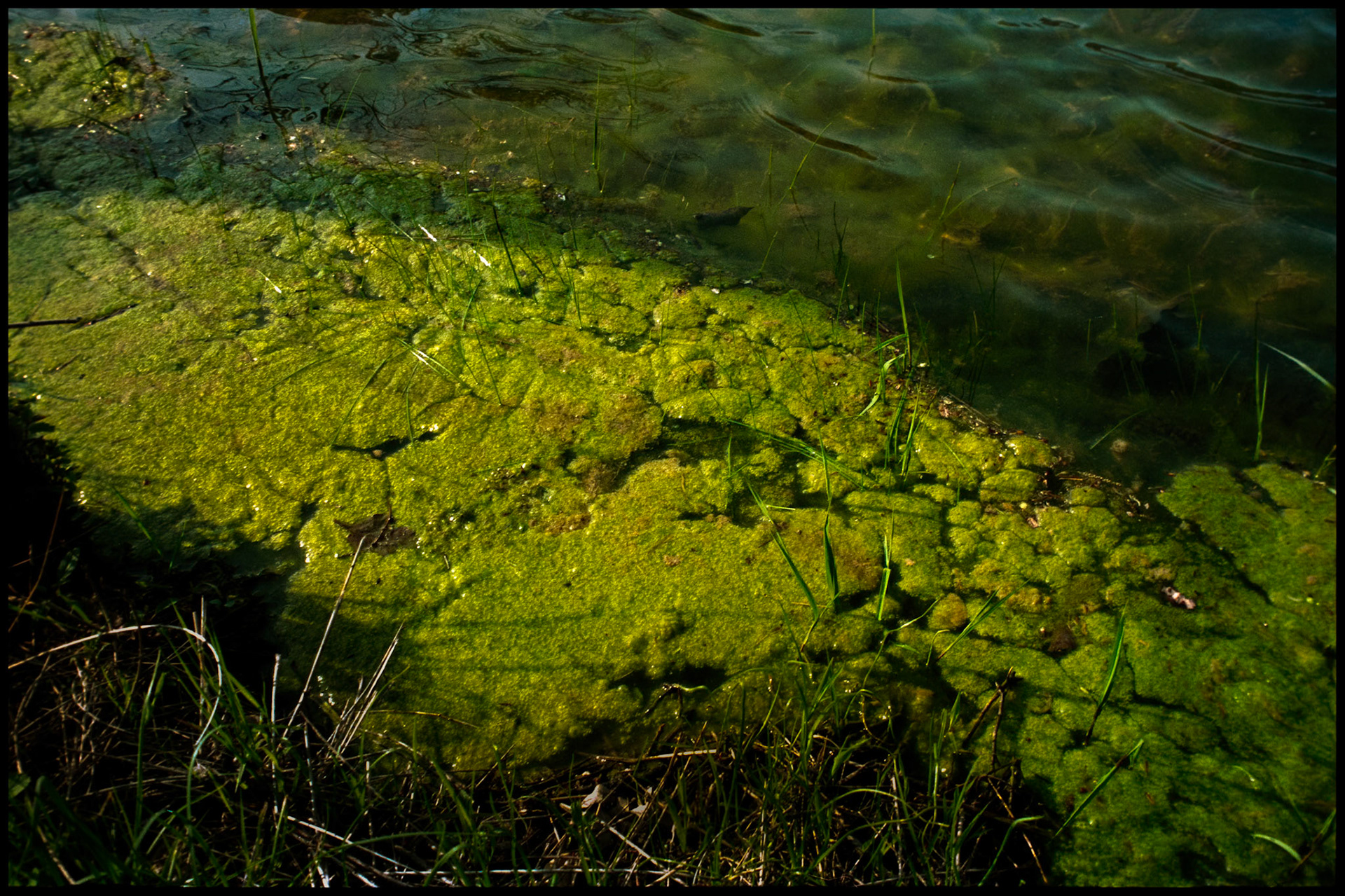 Detail shot of green algae in highlight at the edge of the pool of Alley Spring with rippled water reflections in the shadows. Near Eminence Missouri USA, 1993.