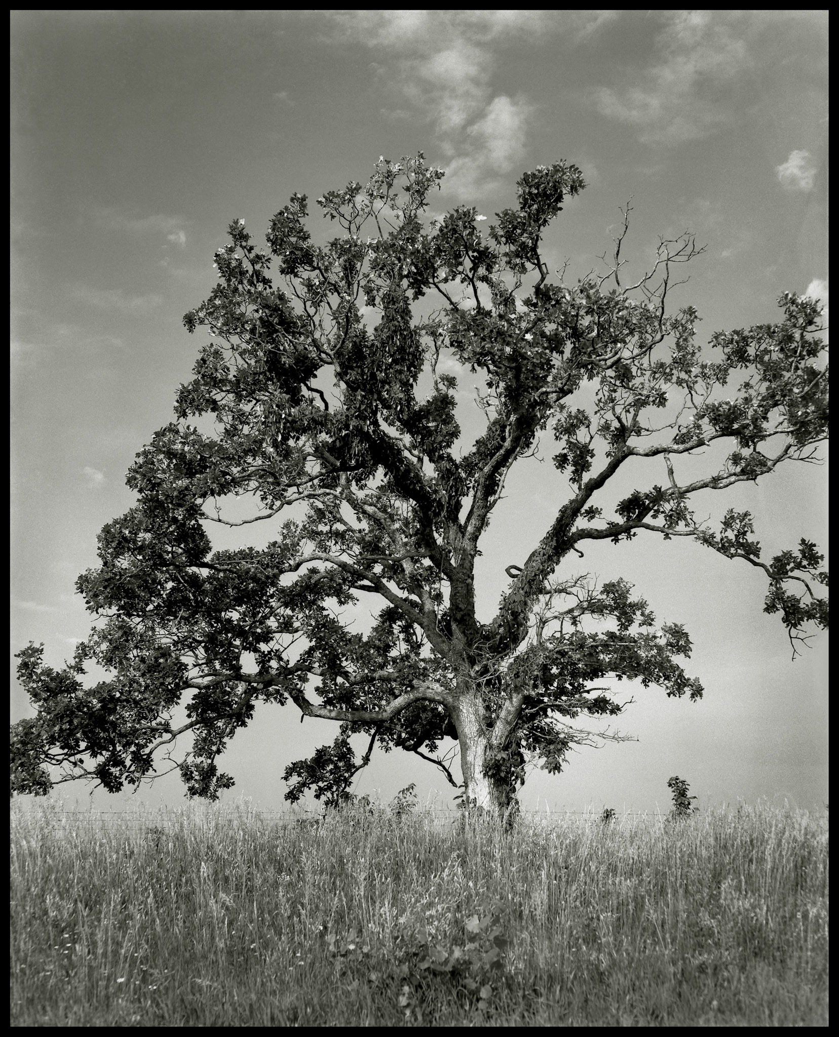 A warm toned black and white landscape of a sprawling tree at the crest of a ridge with tall grass in the foreground and a gradated sky with wispy cirrus clouds in the background. Near Pure Air, Missouri, 1977.