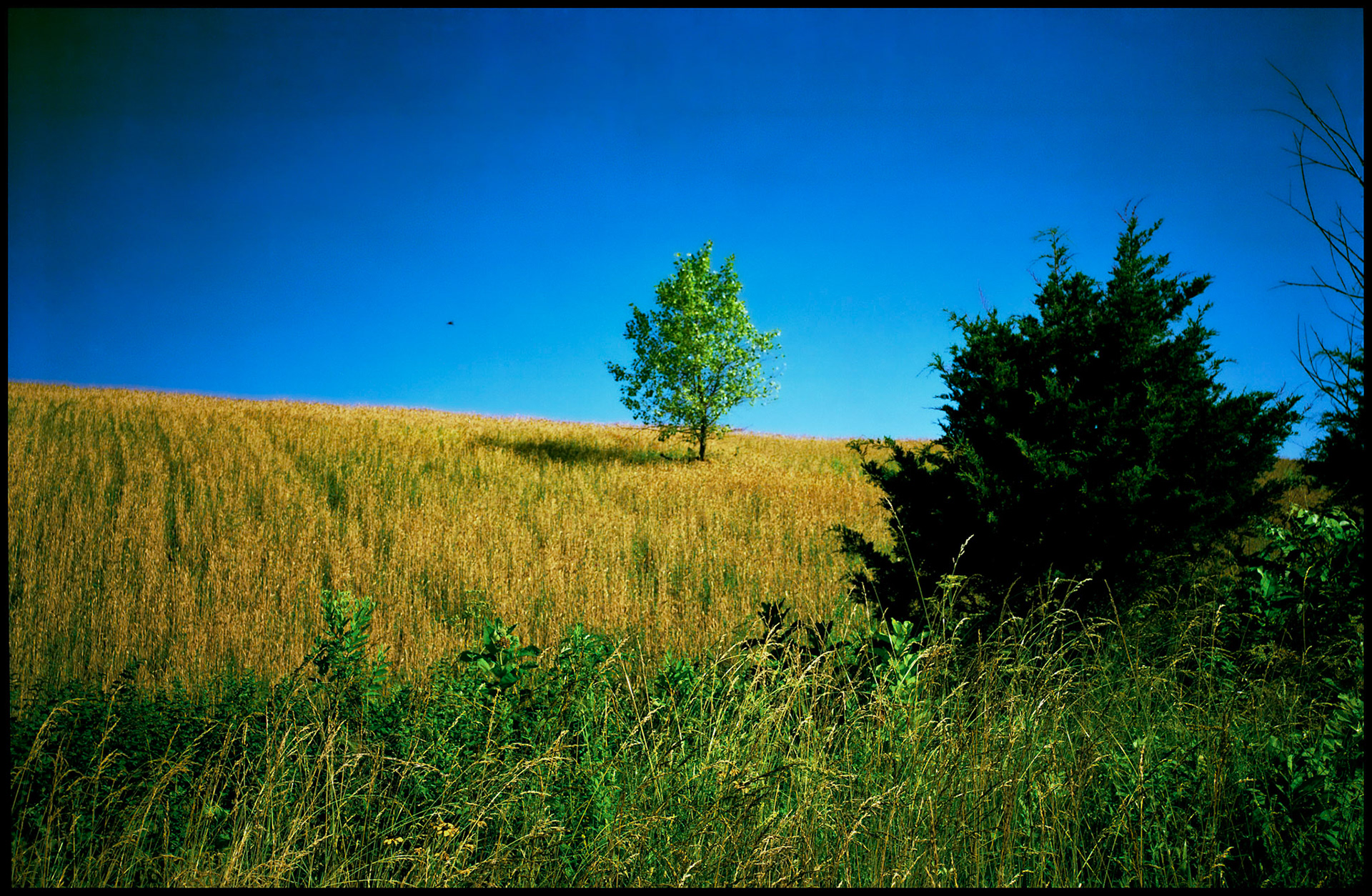 A solitary hilltop tree in a golden field with an evergreen tree and weeds in the foreground against a clear deep blue sky with a bird flying past. Near Roanoke, Missouri. 1993