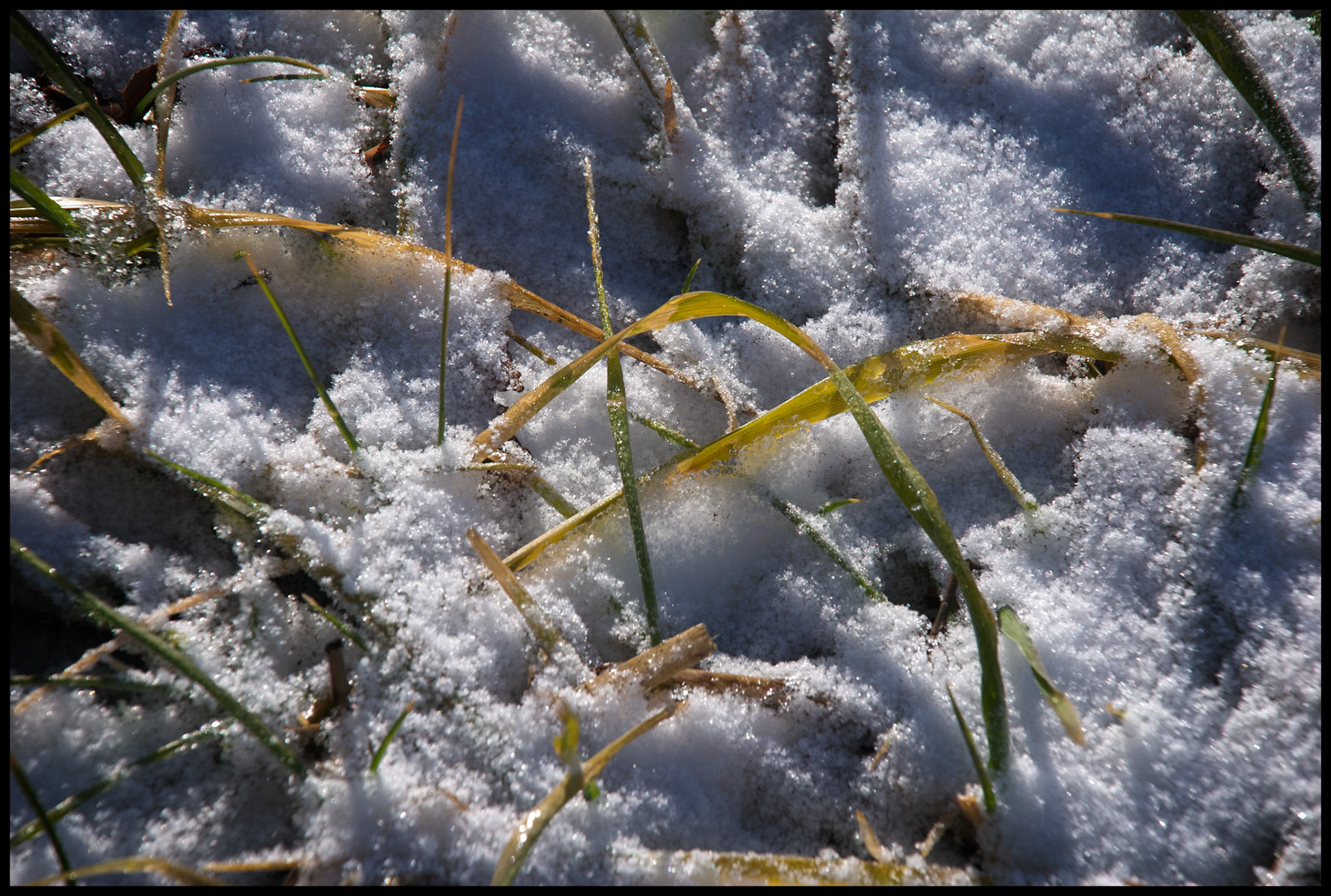 Fallen frozen blades of grass in their last stage of life in freshly fallen snow. Near Pure Air, Missouri, USA, 2008