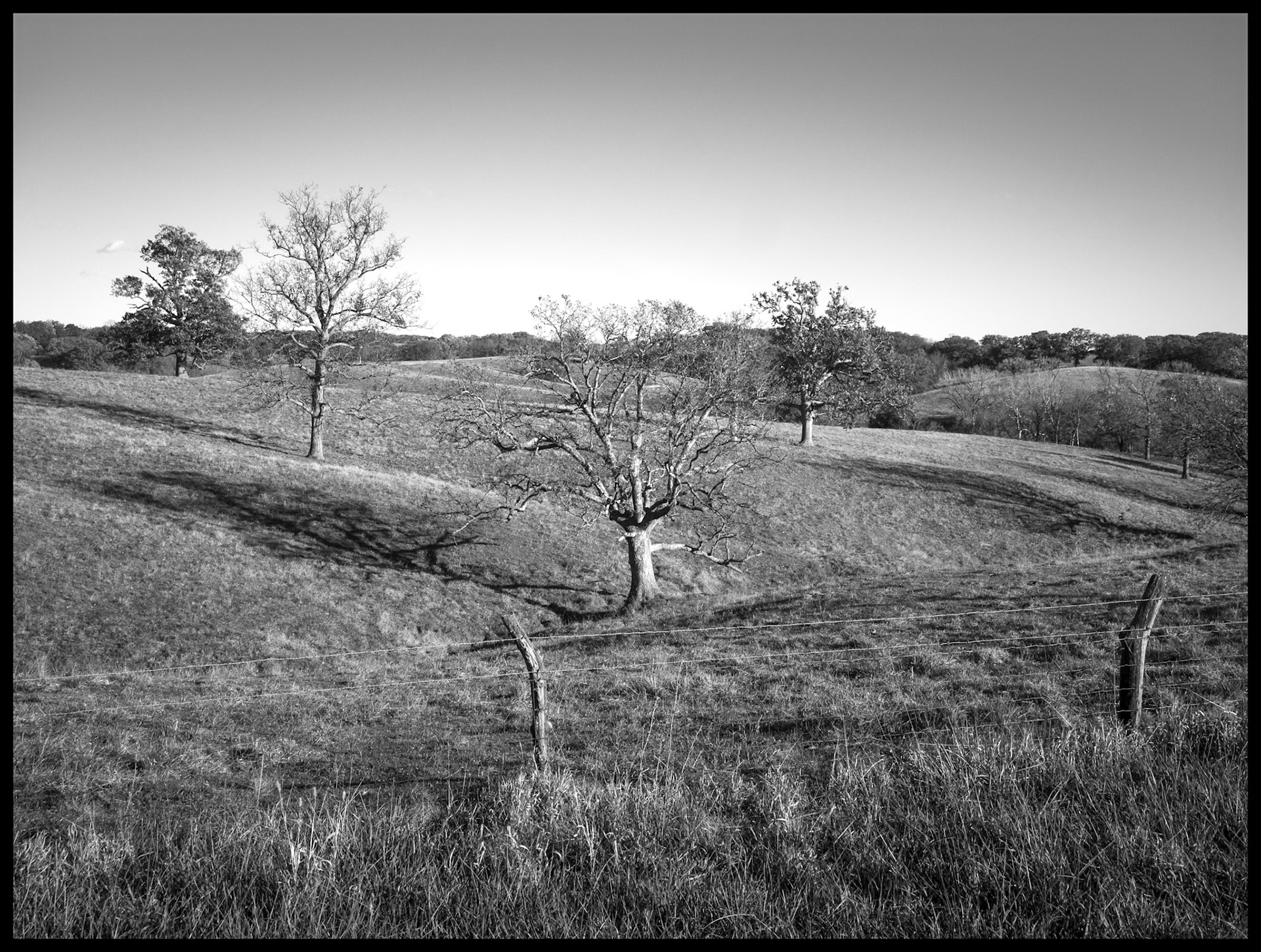 A black and white landscape of several trees on a rolling hillside pasture in various states of shedding their leaves in late Autumn, with the center tree leaning at the same angle as the hillside. Near South Gifford, Missouri, 2025.