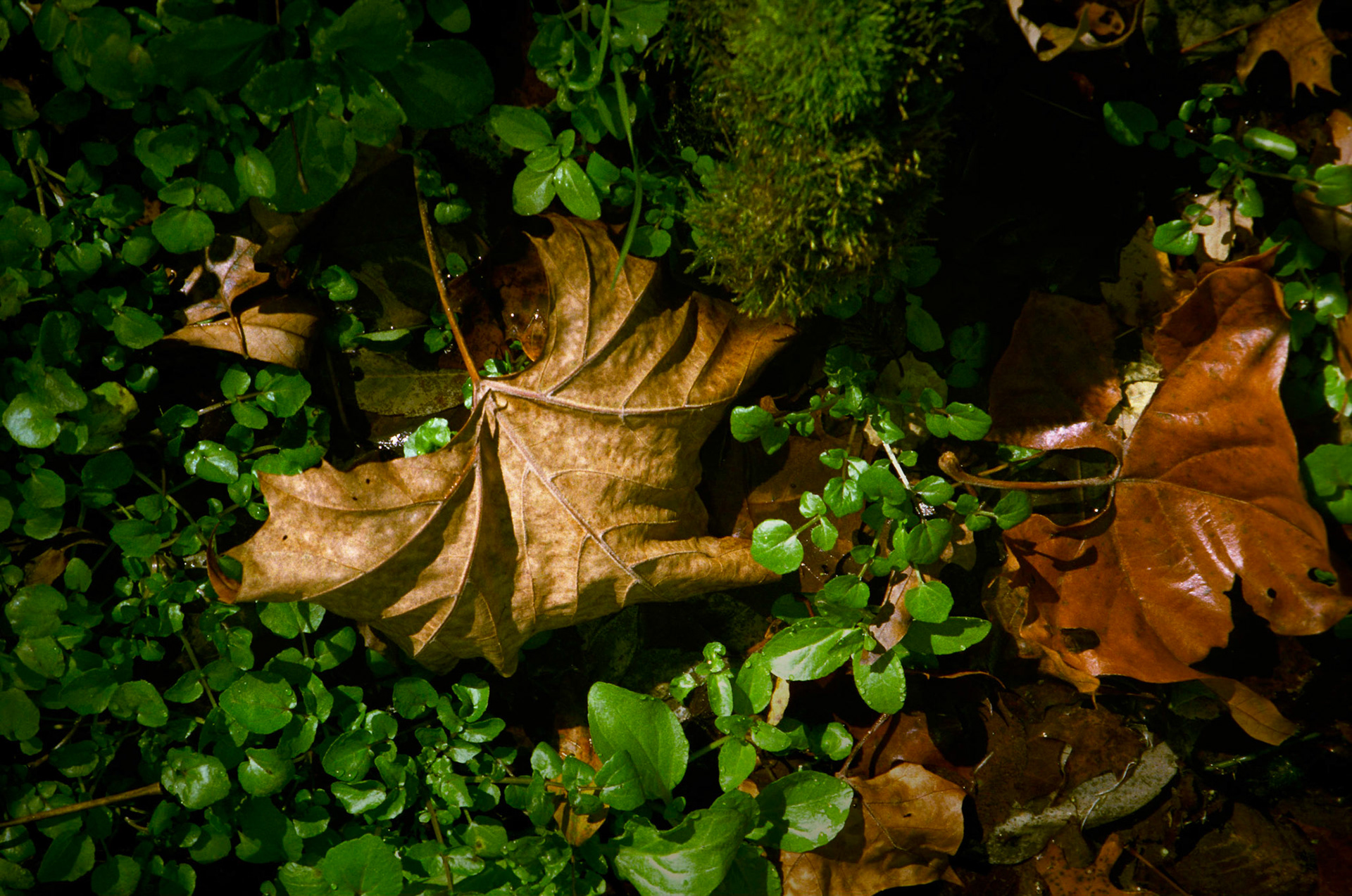A single highlighted fallen tan maple leaf in a bed of green plants and moss, surrounded by other brown leaves. Missouri Ozarks, USA, 1988.