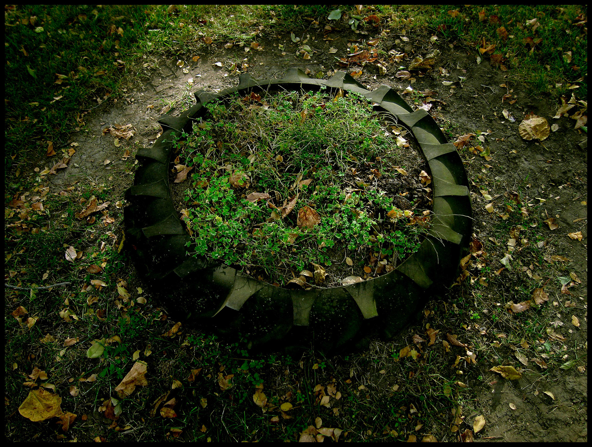 Tractor tire used as lawn planter highlighted by the afternoon sun with Autumn leaves. Green City, Missouri USA, 2006.