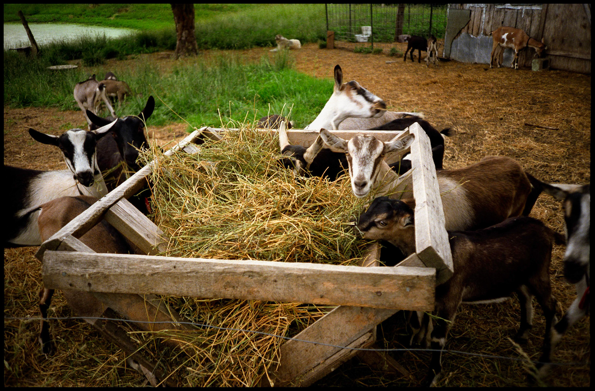 Goats at the feeder feasting on hay, only slightly annoyed at the intruder photographing them near  Harrisburg, Missouri USA 1991.