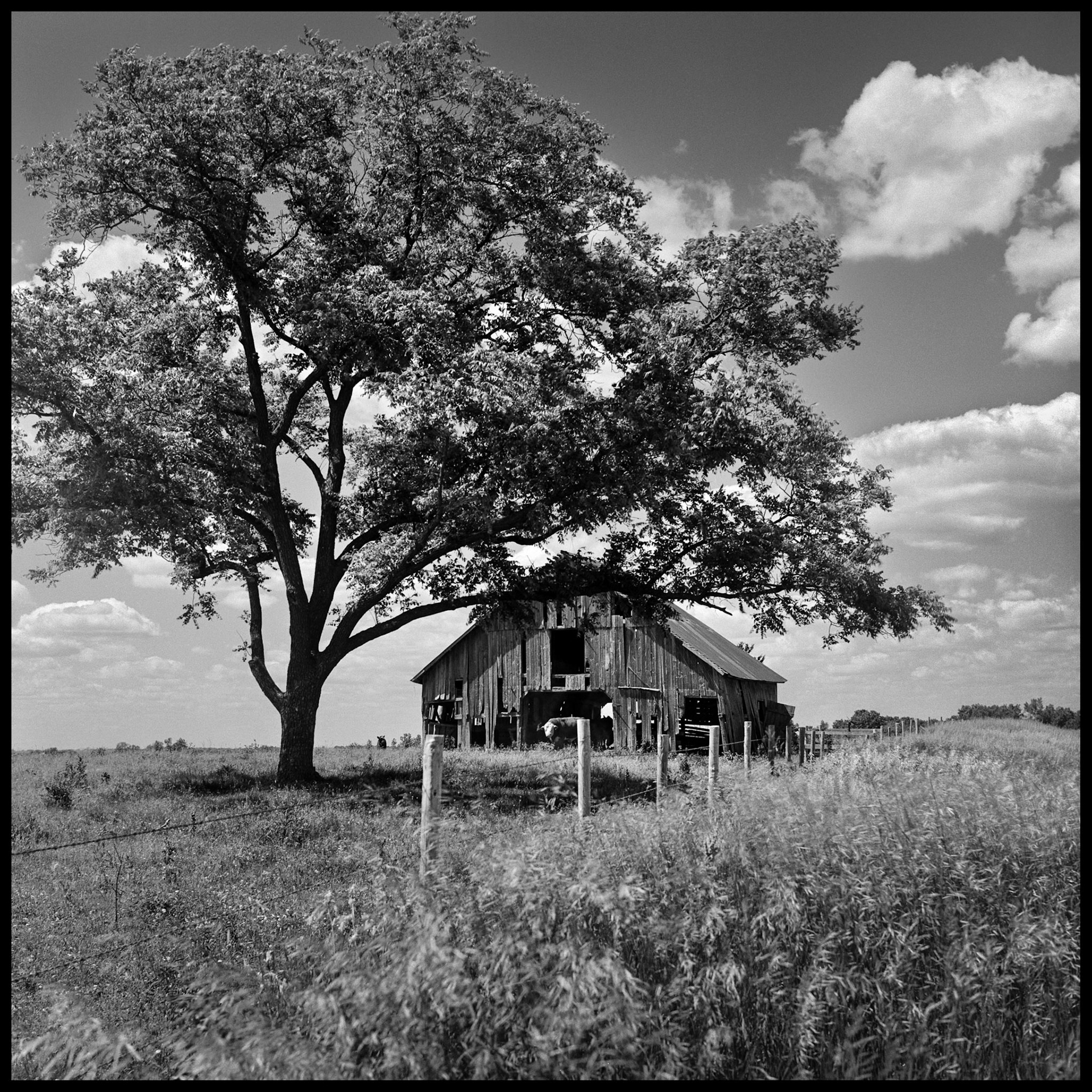 A vintage black and white photograph of a dilapidated wooden barn framed by a solitary tree and a  barbed wire fencerow on a mid-summer day surrounded by tall grass and occupied by a white faced cow. Near Pure Air, Missouri at the intersection of Highways BB and 149. 1978