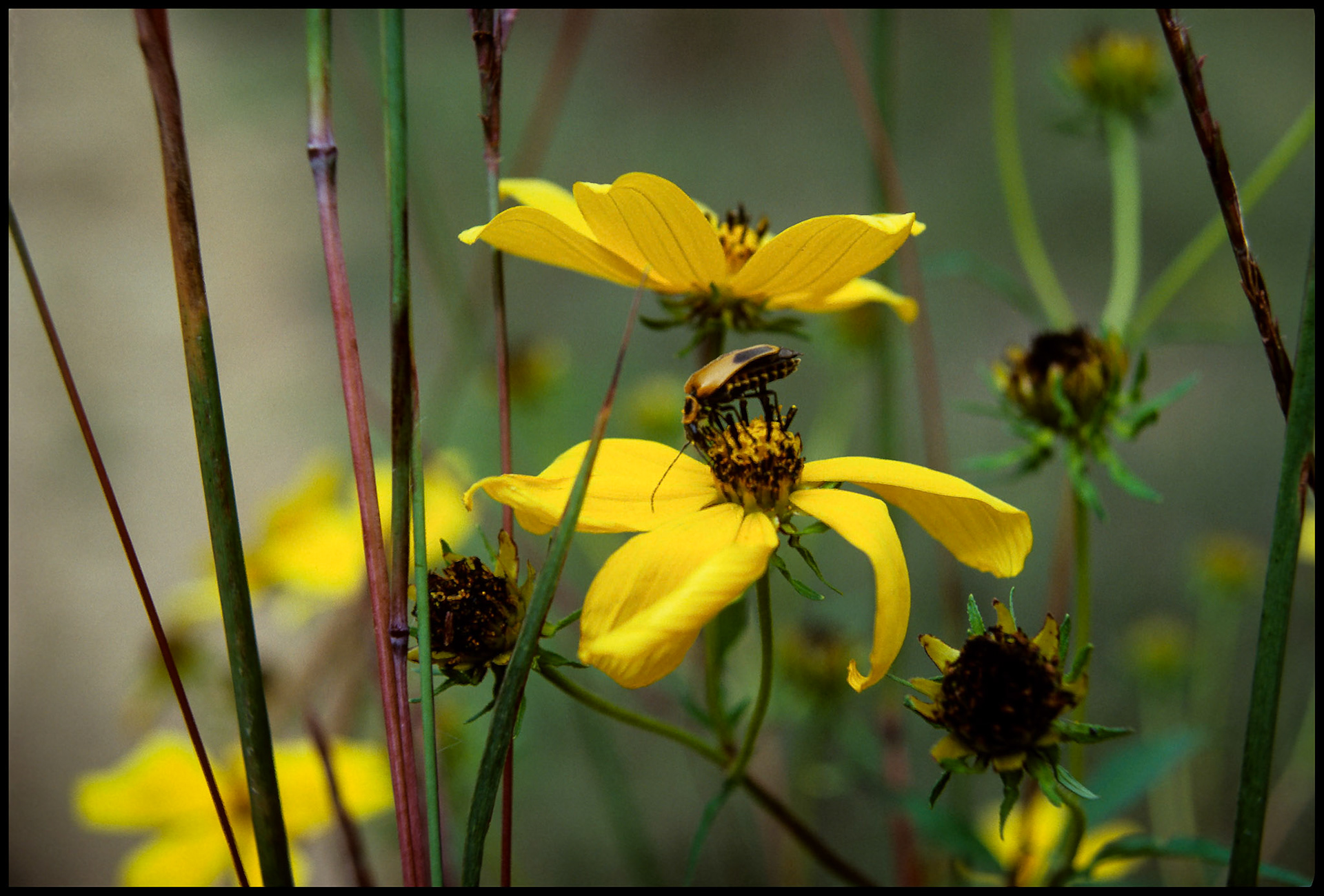 A soft focus impressionistic image of a bug perched on the wilting bud of a bright yellow flower. Near Kirksville, Missouri USA, 1984.
