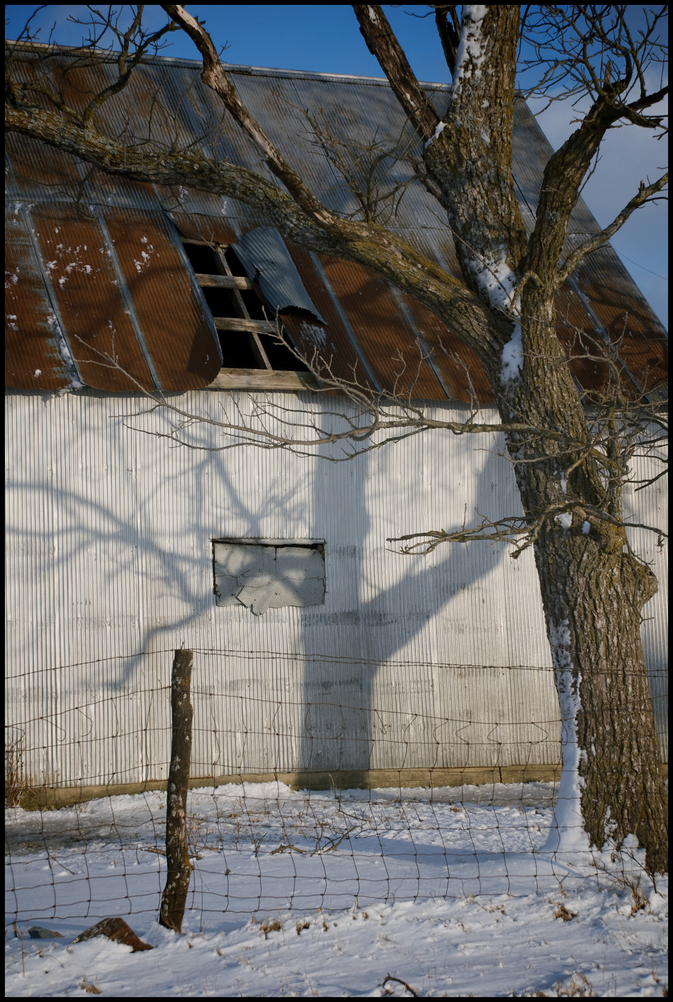 A dilapidated  corrugated metal farm building with an interesting shadow cast by the evening winter sun shining on a large snow covered tree. Near Loeffler, Missouri USA 2008.