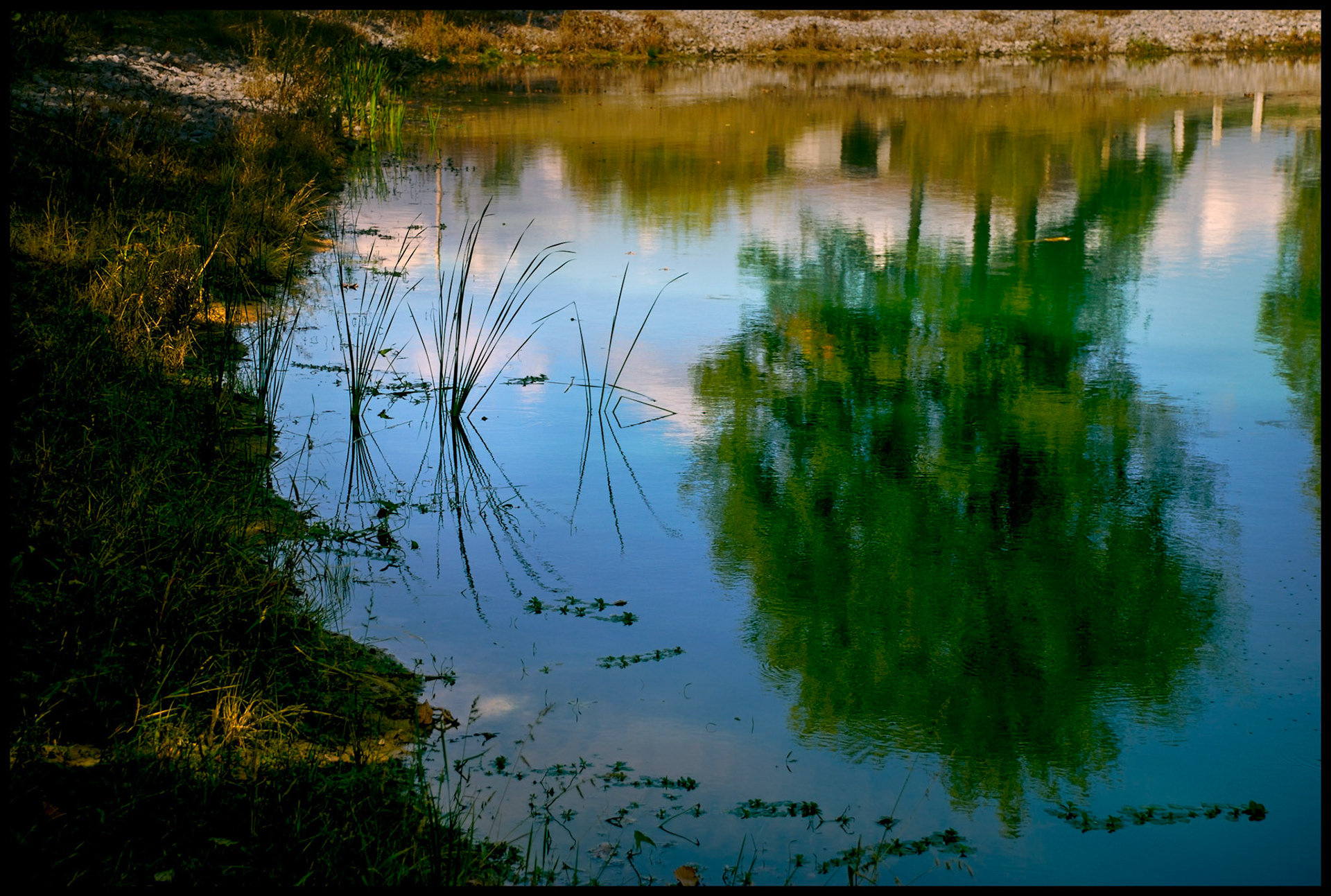 A minimal abstract nature scene of silhoutted watergrass and the reflection of a tree, clouds, and blue sky on the ripppled water of a rural Missouri pond.