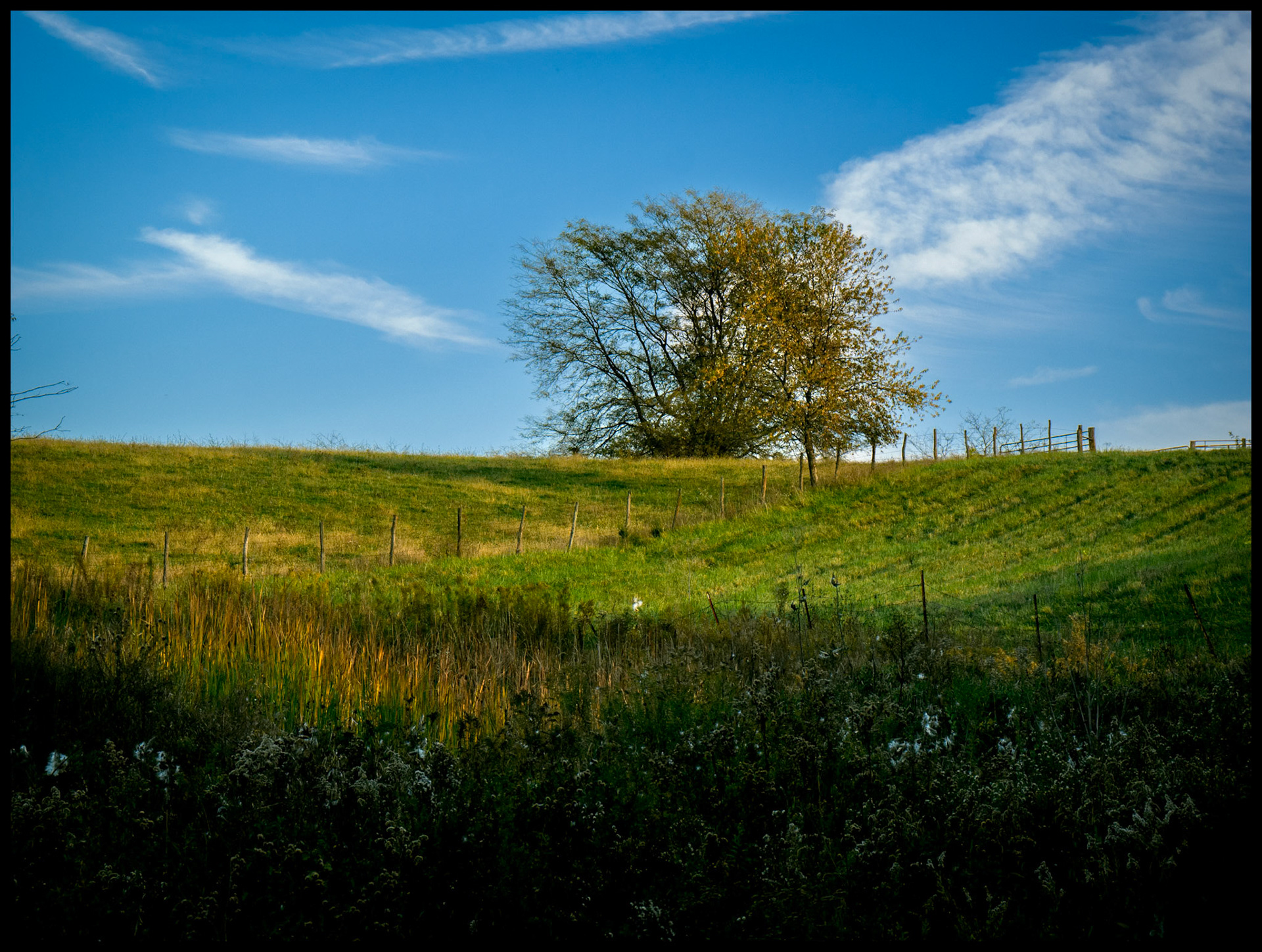 A colorful hillside pasture with a solitary tree in the midst of its transition to winter. Near Kirksville, Missouri, 2023.
