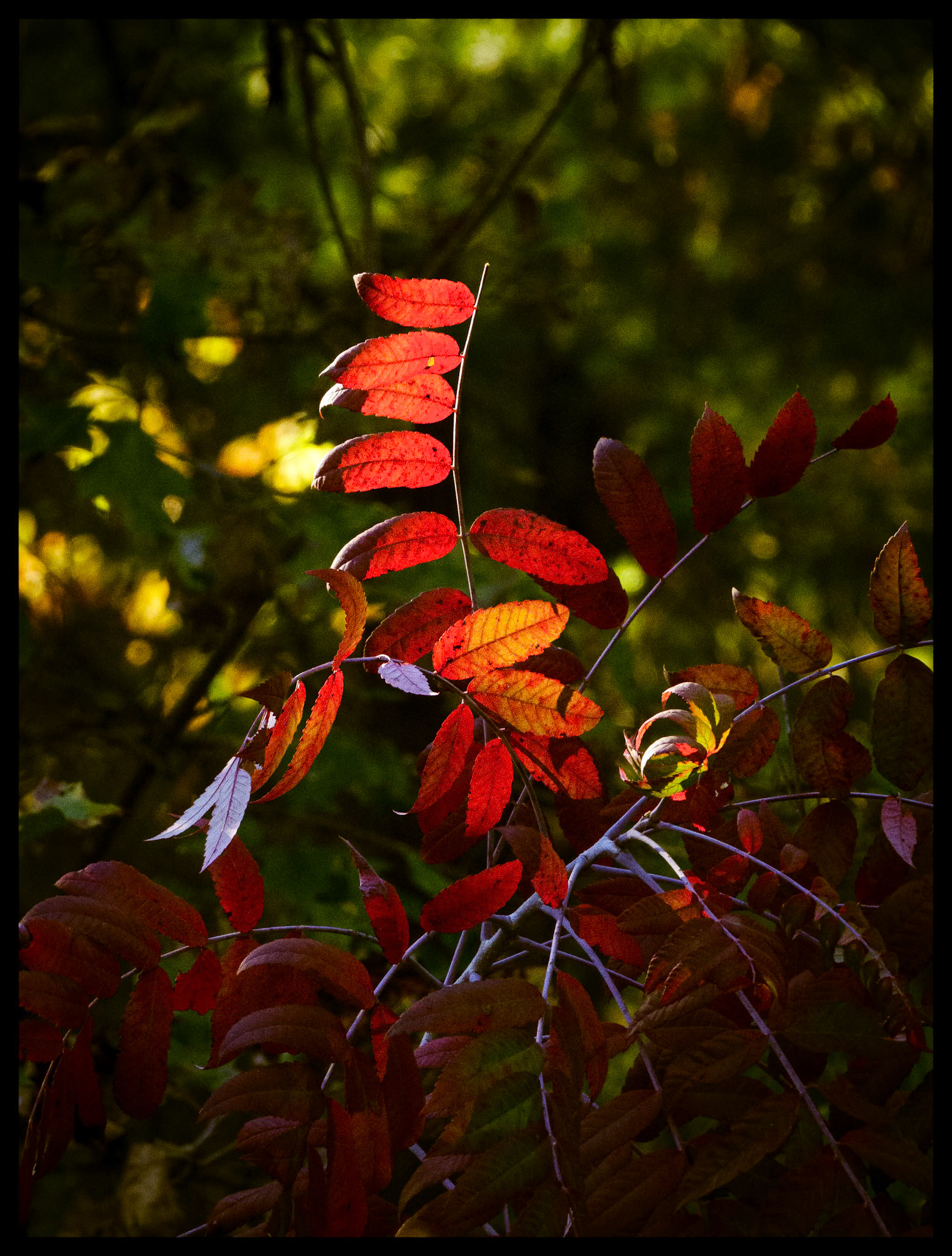 Red leaves backlit by the afternoon Autumn sun, resembling little red flags, with the cool light of the shade making their curved branches appear blue, at the edge of a forest near Novinger, Missouri. 2025. Part of my Seasonal Change series.
