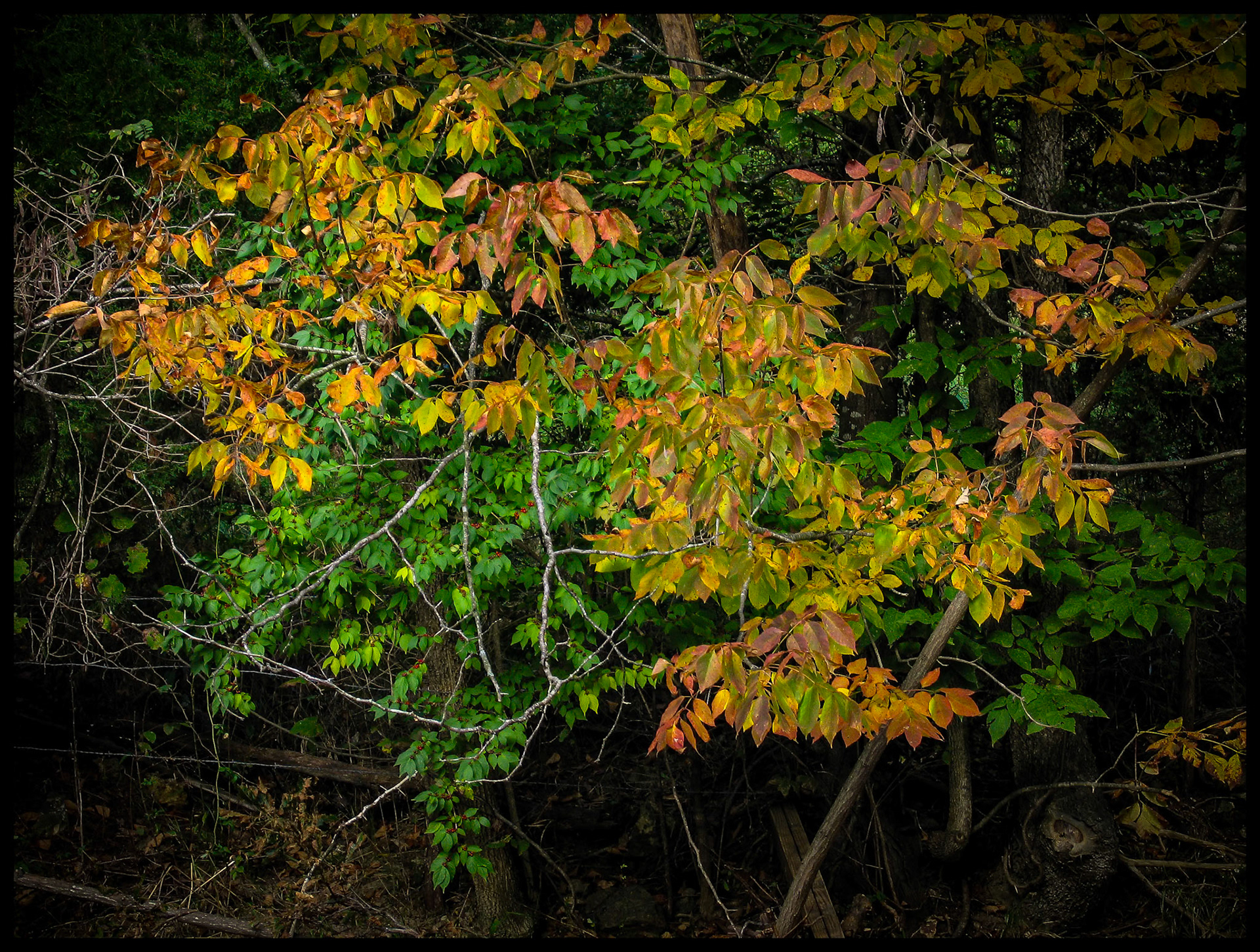 Glowing colorful orange and yellow Autumn leaves against green ones not yet changed. Near Fulton, Missouri. 2005