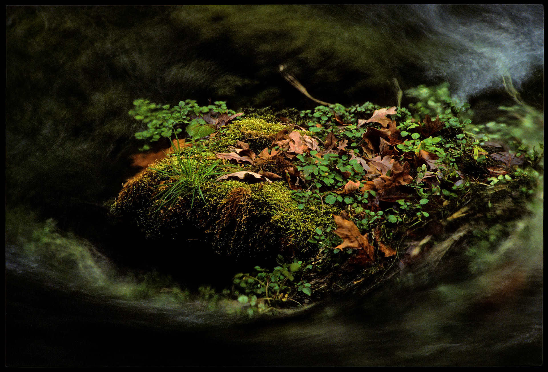 Swirling waters surrounding a moss and plant covered rock, festooned with colorful fallen Autumn leaves in Alley Springs Branch near Eminence, Missouri 1987