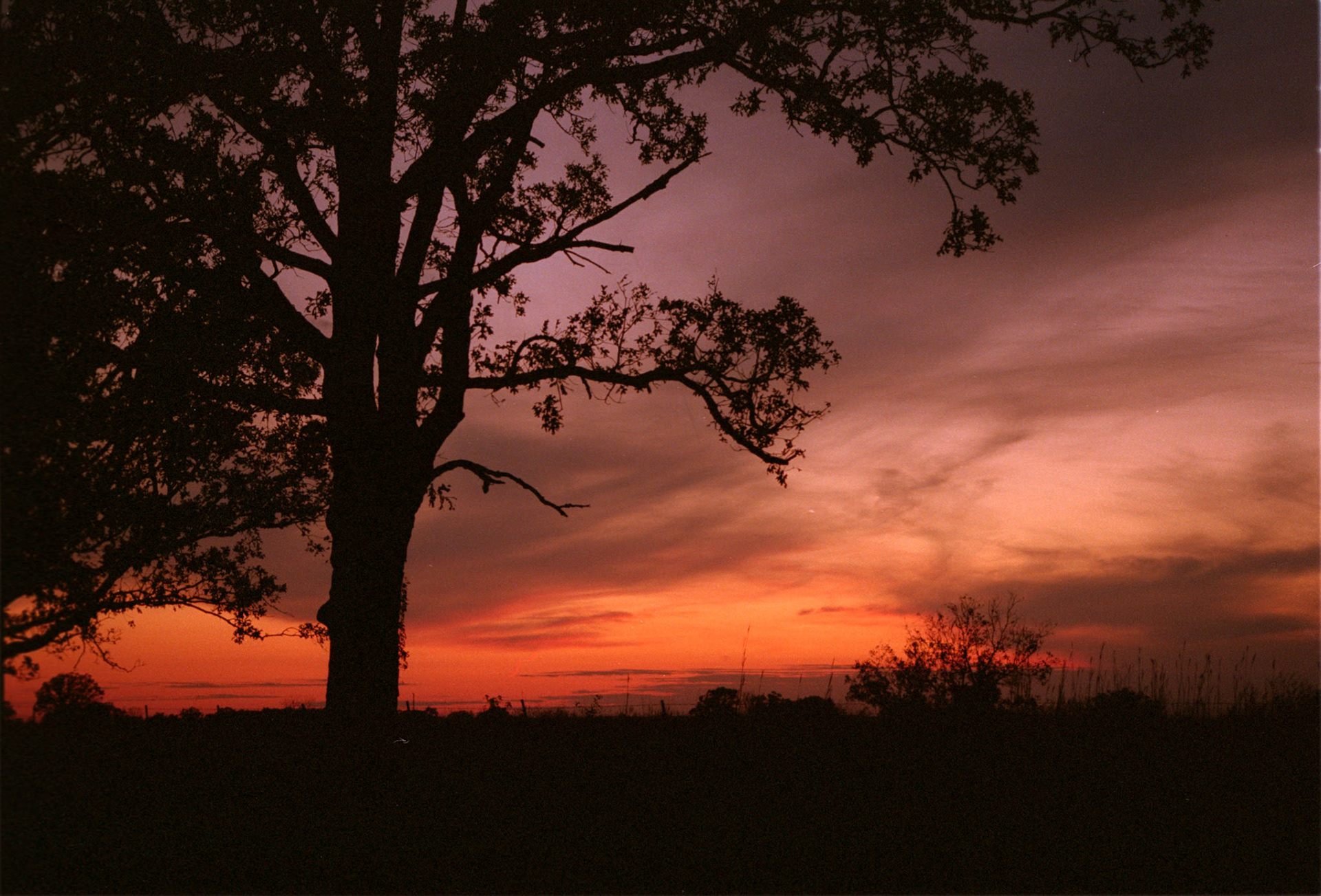 A sprawling tree silhouetted by the purple and orange fiery sunset. Near Rucker, Missouri USA 1993