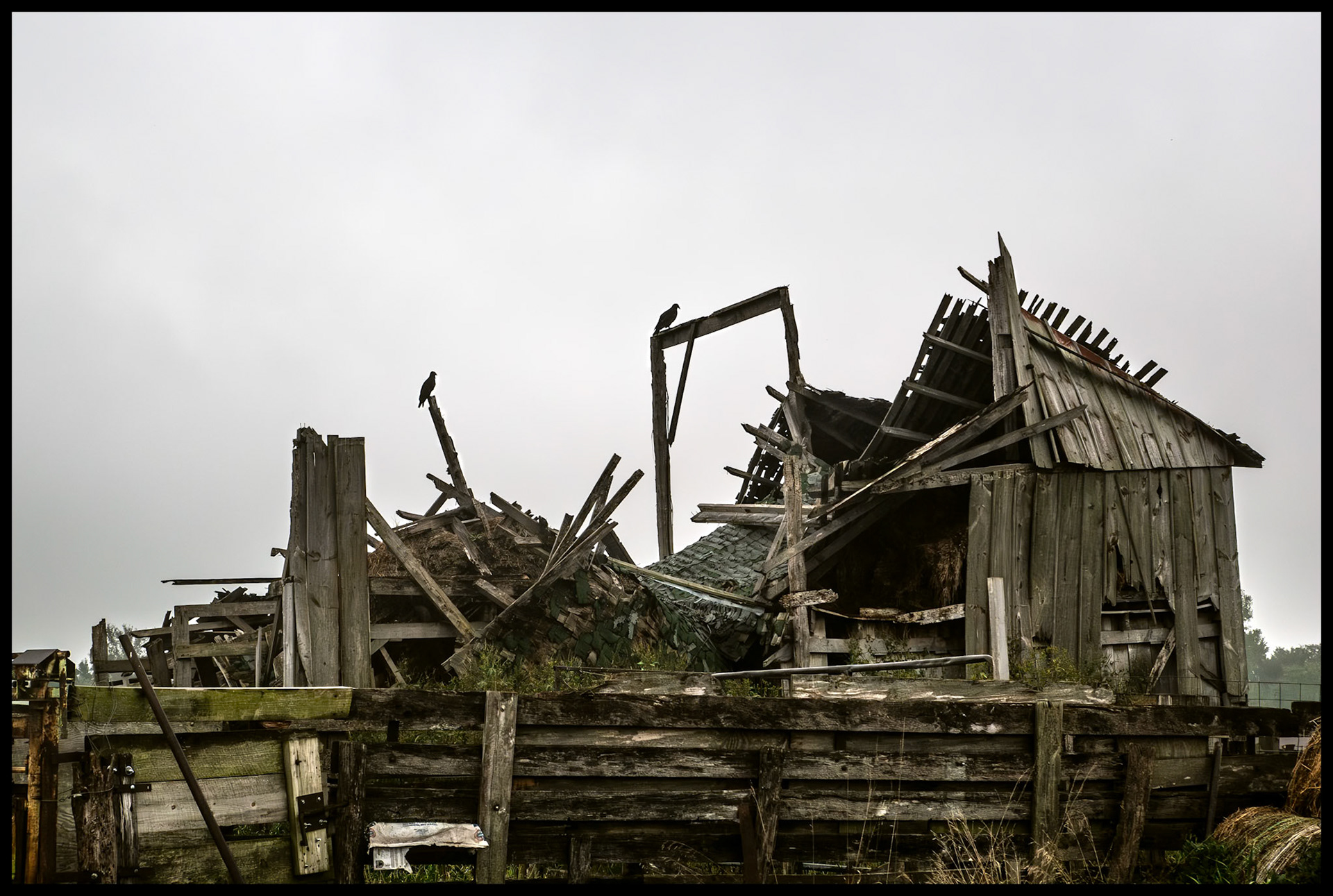 Two Black Vultures perched atop a partially collapsed barn located at the base of Indian Hilll, near South Gifford, Missouri, 2023.