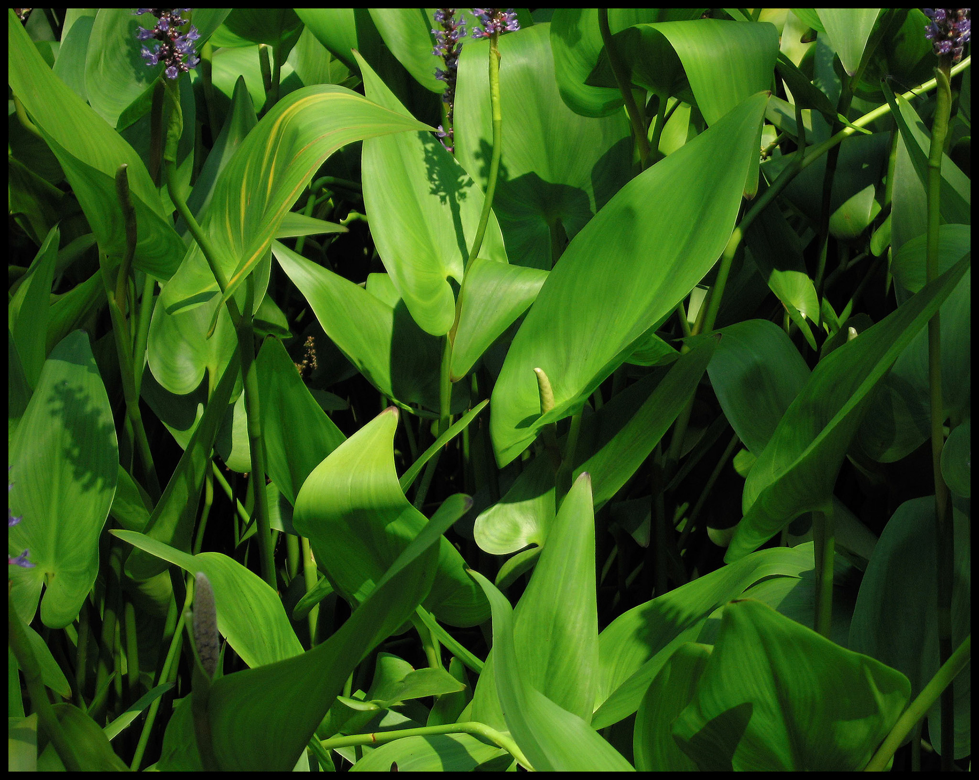 Green Water Lillies detail with a single dominent stamen as the center of interest. DollyWood, Pigeon Forge, Tennessee. 2006