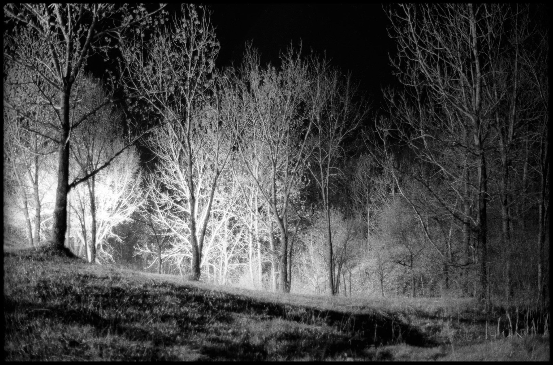 A vintage grainy mysterious conceptual image of a forest at night spotlit by streetlights in the distance, reminiscent of the mythical Enchanted Forest. Thousand Hills State Park near Kirksville, Missouri USA, 1977.