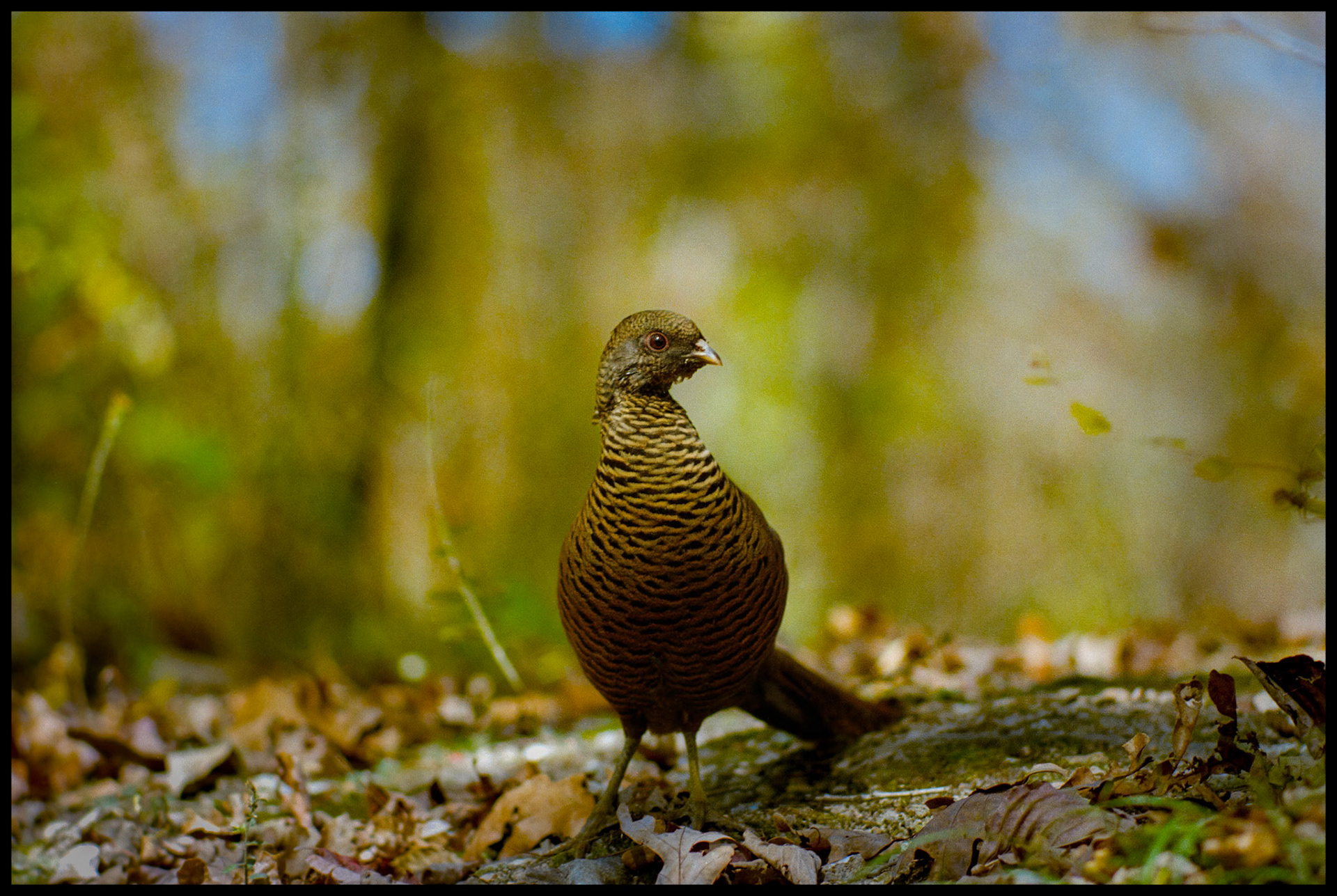 A Prairie Chicken on the Autumn forest floor "eyeing" the photographer, spotlit by a shaft of sunlight coming through the branches. Grand Gulf State Park near Thayer, Missouri. 1990