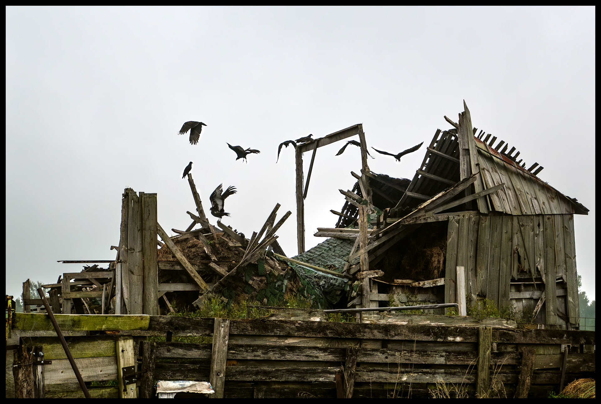 Eight Black Vultures in various states of flight as they leave their perch atop a partially collapsed barn located at the base of Indian Hilll, near South Gifford, Missouri, 2023.