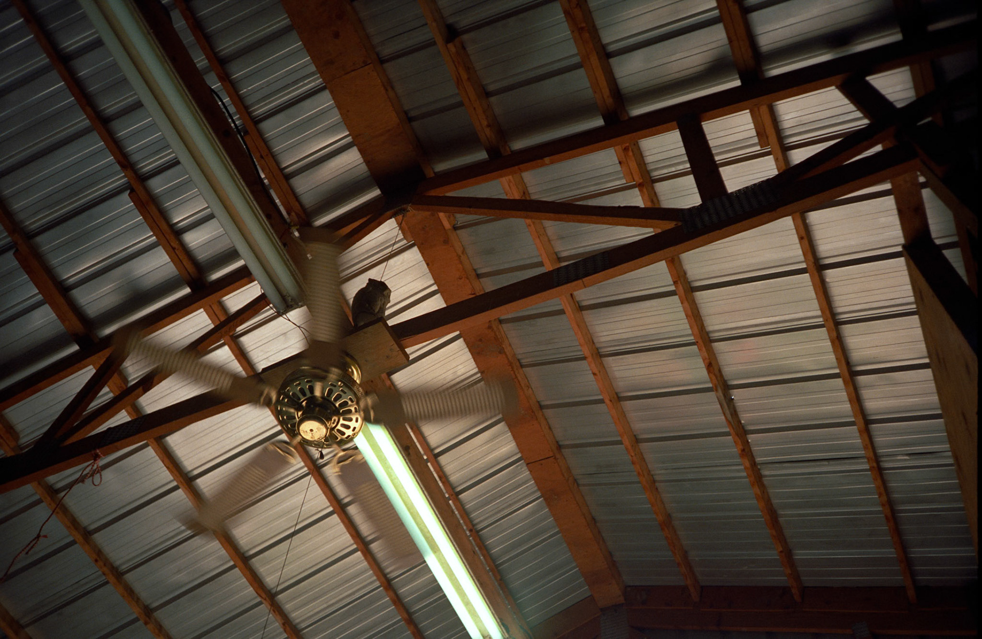 View of thewooden  rafters and roof of a metal building with a mtion blurred ceiling fan and flourescent ligghts.