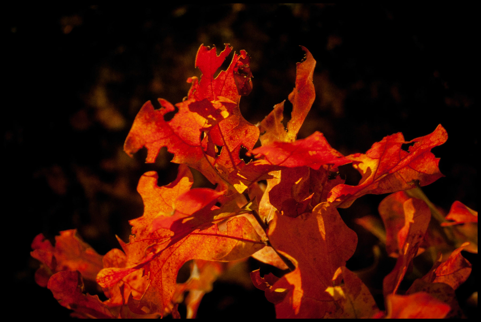 A selective focus detail shot of brilliant orange Autumn leaves in the Missouri Ozarks.