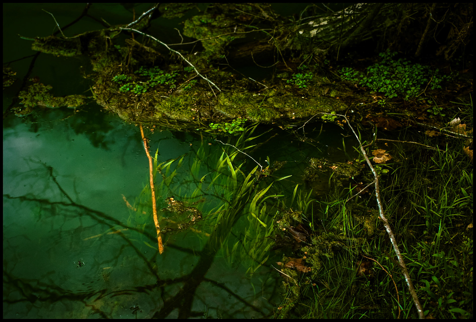 An abstract streamside still life of water grass, fallen branches, including an orange one, and a tree shadow at the edge of Alley Spring near Eminence, Missouri USA 1993