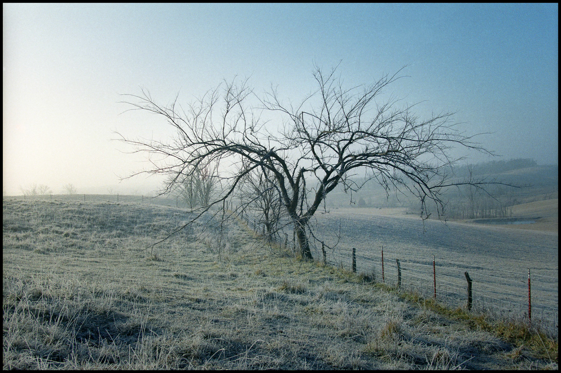 Pastoral scene of a misty, foggy, frosty, winter sunrise including a fenceline with a leafless tree as the focal point and a frosty pasture with cattle in the background. Near Pure Air, Missouri, 1994.
