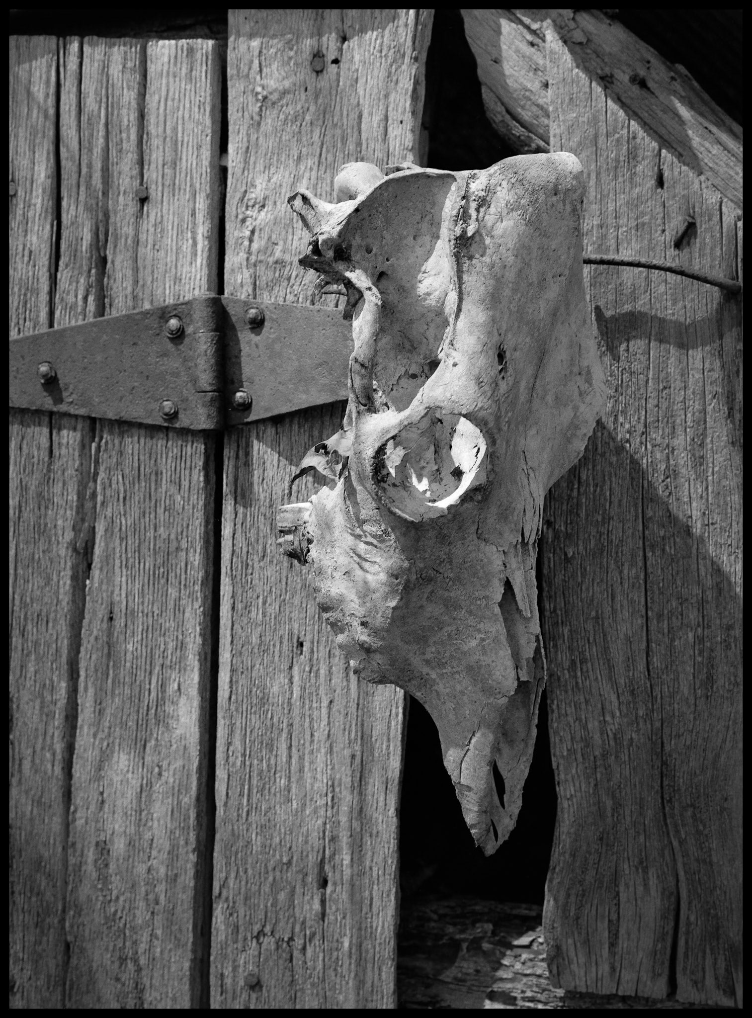 A sun bleached animal skull nailed to an old homesteader cabin near Milan Missouri. 1983