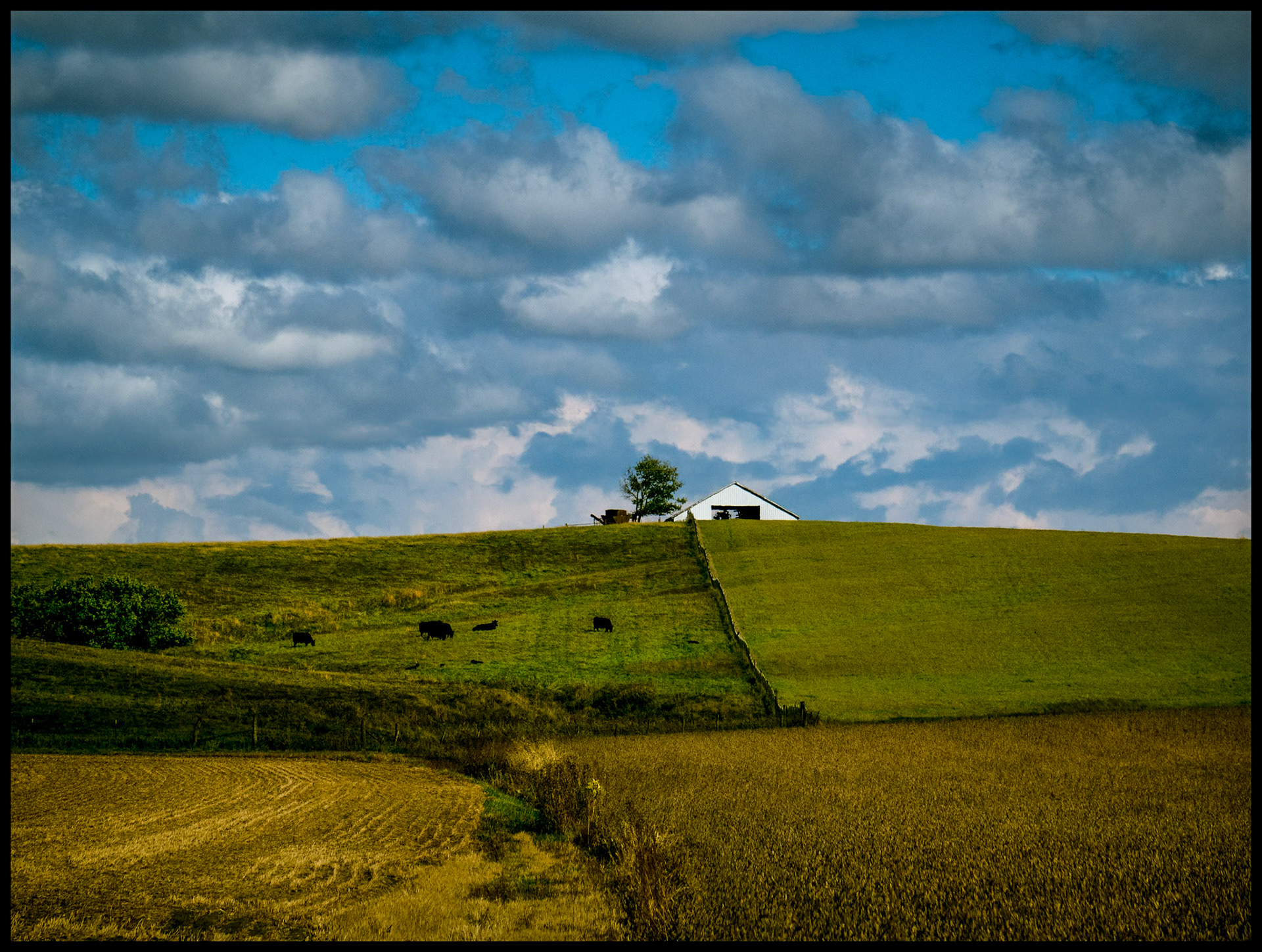 A pastoral scene of a northern Missouri hillside farm with partially harvested soybean crops in the foreground, grazing cattle on the hillside, and a barn with farm machinery and a singular tree at the crest of the hill with puffy clouds covering most of a blue sky in the background. Near South Gifford, Missouri, 2023.