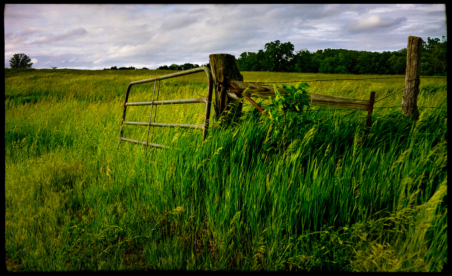 A rustic pastoral scene of an open gate in a fence row leading to a pasture full of green mid-summer grass ready to be cut for hay with purplish gray clouds adorning the sky in the background.