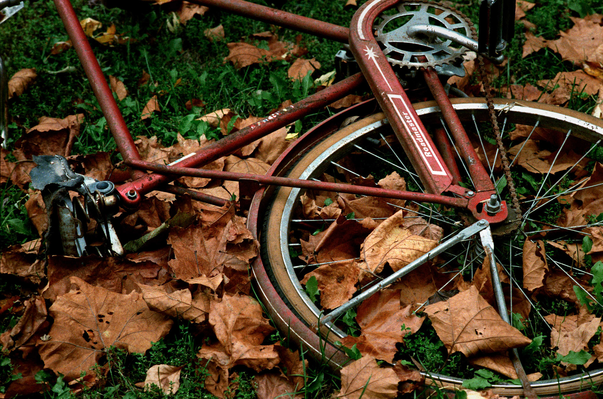 Detail of a rusting Roadmaster bicycle laying on the grass amongst rusty brown fallen Autumn leaves.