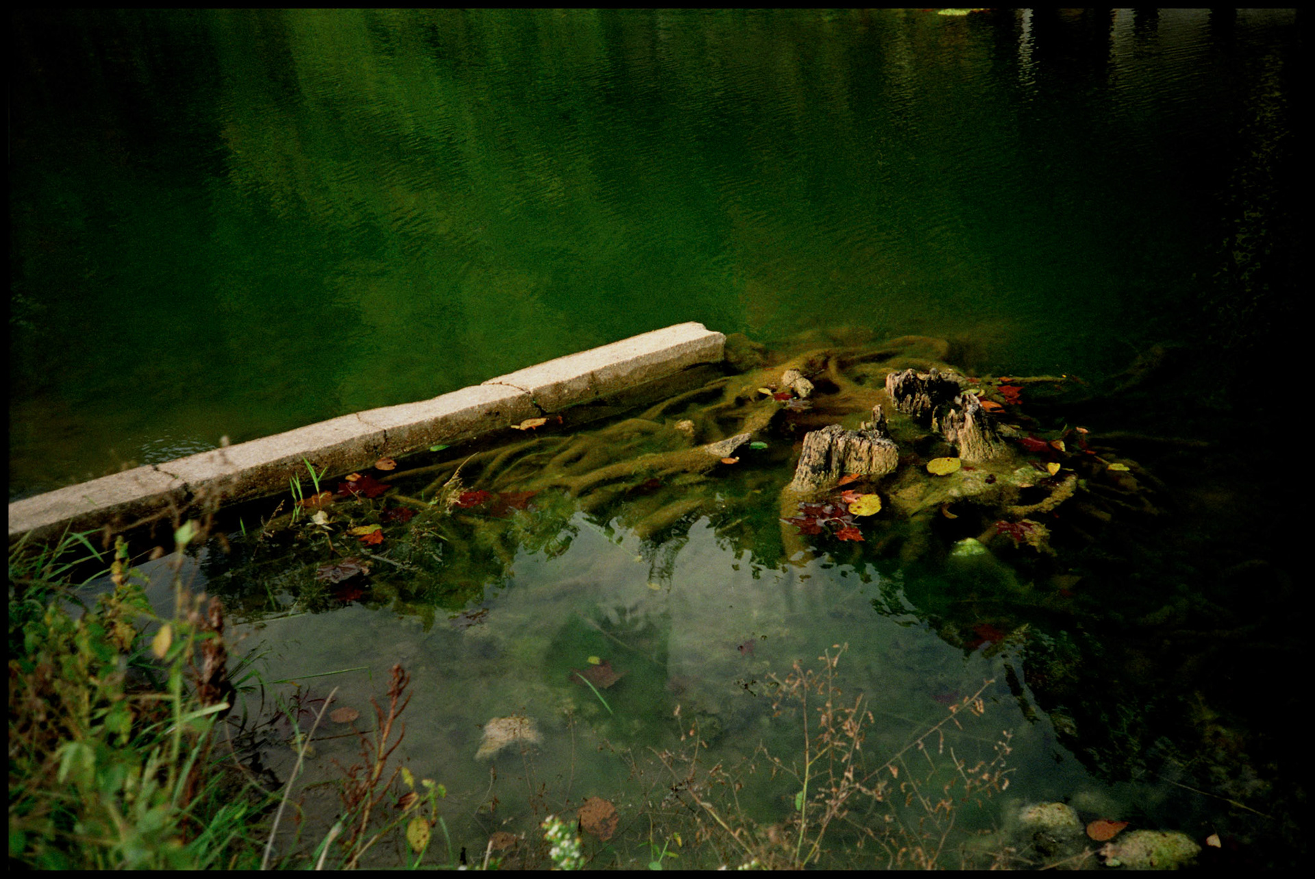 An abstract detail of the top of a decaying retaining wall and roots of a fallen tree partially submerged in the pool of Falling Springs at Falling Springs Mill near Winona, Missouri. 1991