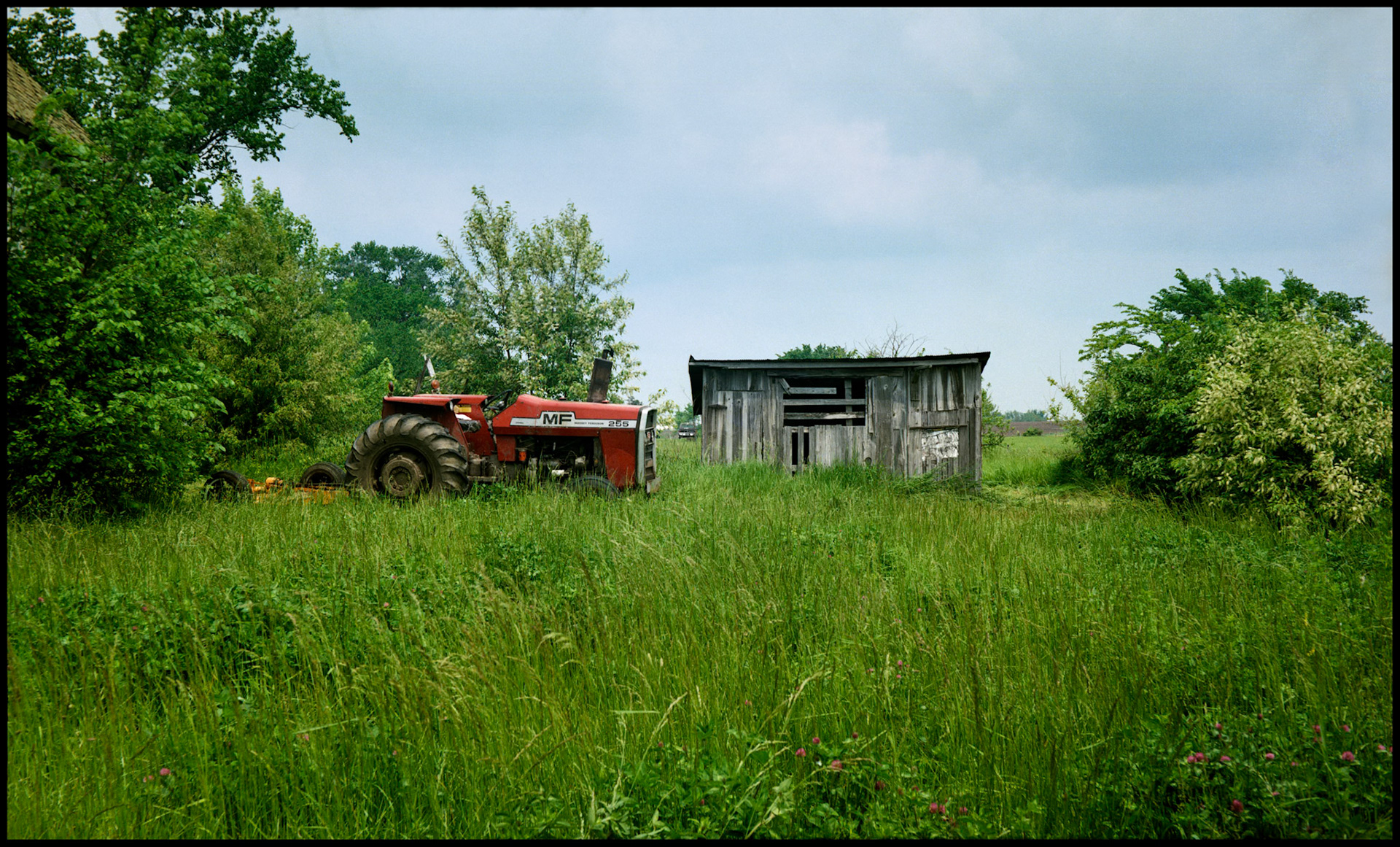 A red Massey Ferguson tractor with a brush hog attached sitting in a lush green field with purple clover in the foreground next to a dilapidated wooden shed.
