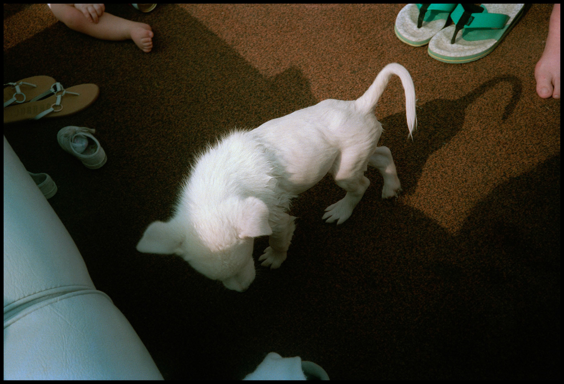 A humorous composition of a half-wet puppy who was caught mid-air as it tried to jump off of the boat. Kirksville, Missouri 1992