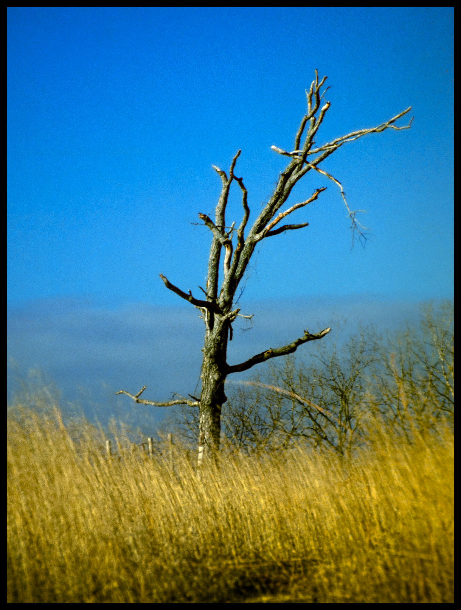 A dead tree at the top of a hill in winter surrounded by golden grass against a rich blue sky. Near Leoffler, Missouri, 1981.
