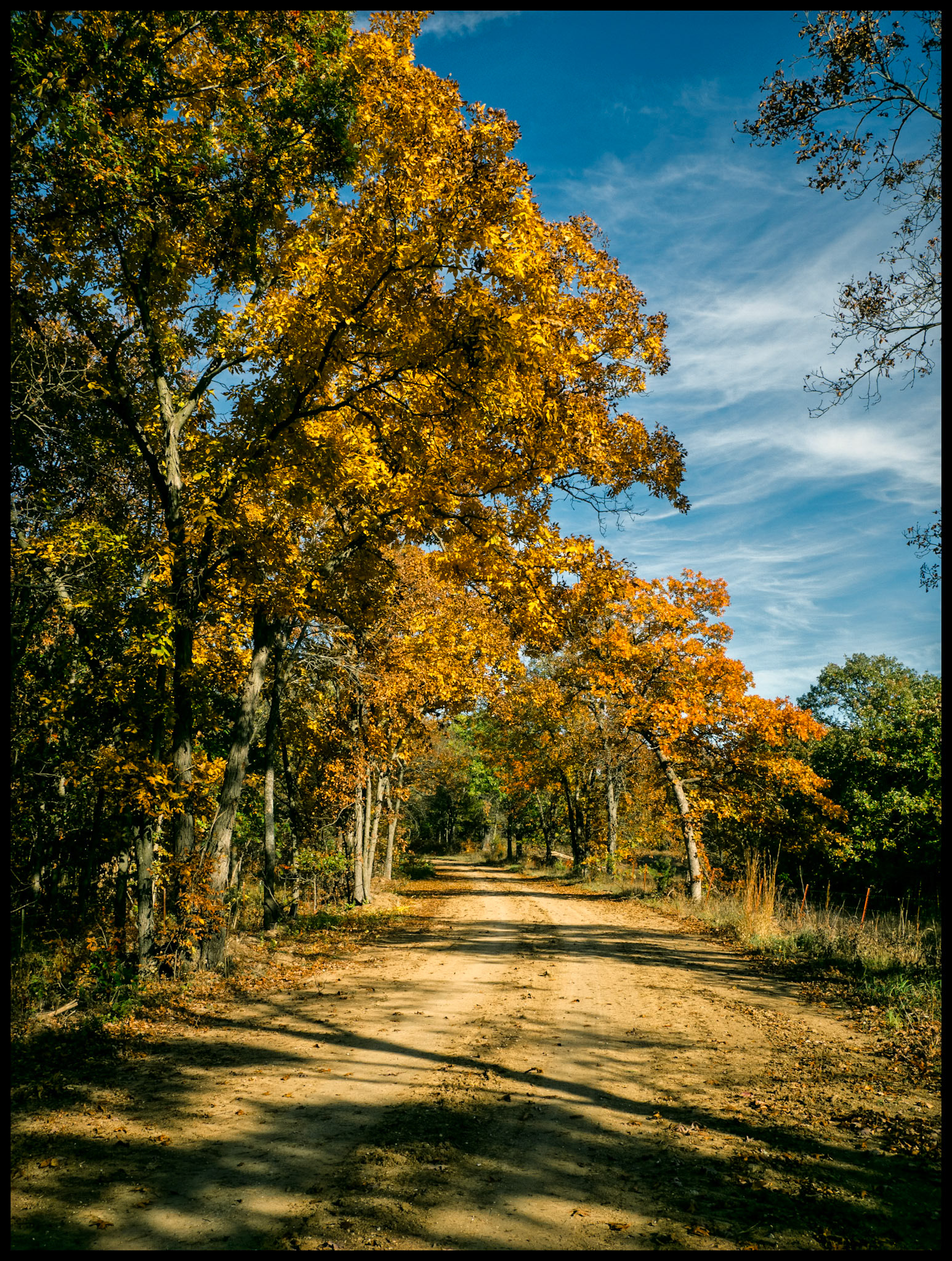A view of a curve on a  rural Missouri dirt road arched over by trees festooned with brilliant orange fall foliage with wispy cirrus clouds against a deep blue sky in the background. Near Novinger, Missouri. 2023