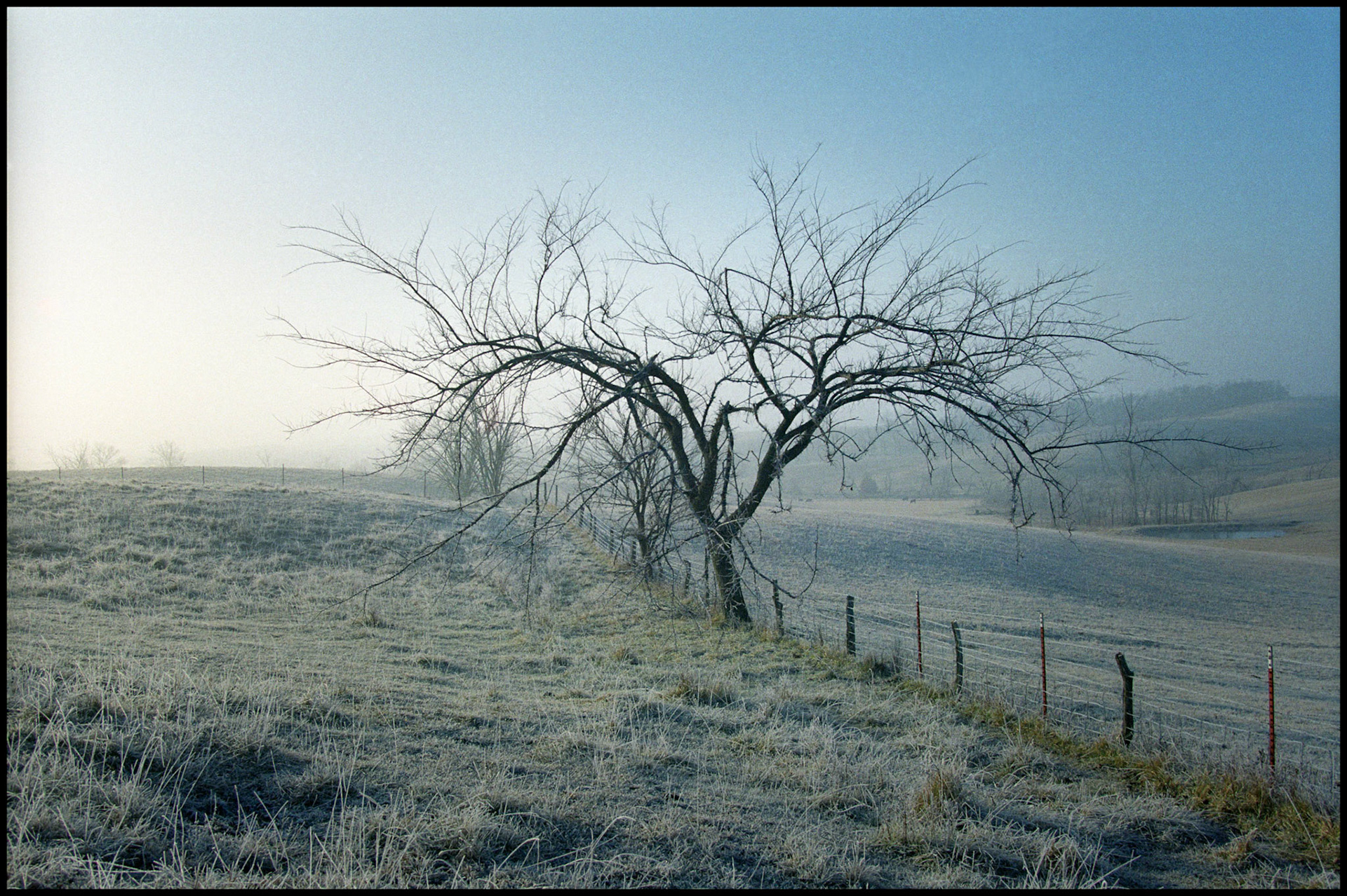 Pastoral scene of a misty, foggy, frosty, winter sunrise including a fenceline with a leafless tree as the focal point and a frosty pasture with cattle in the background. Near Pure Air, Missouri, 1994.