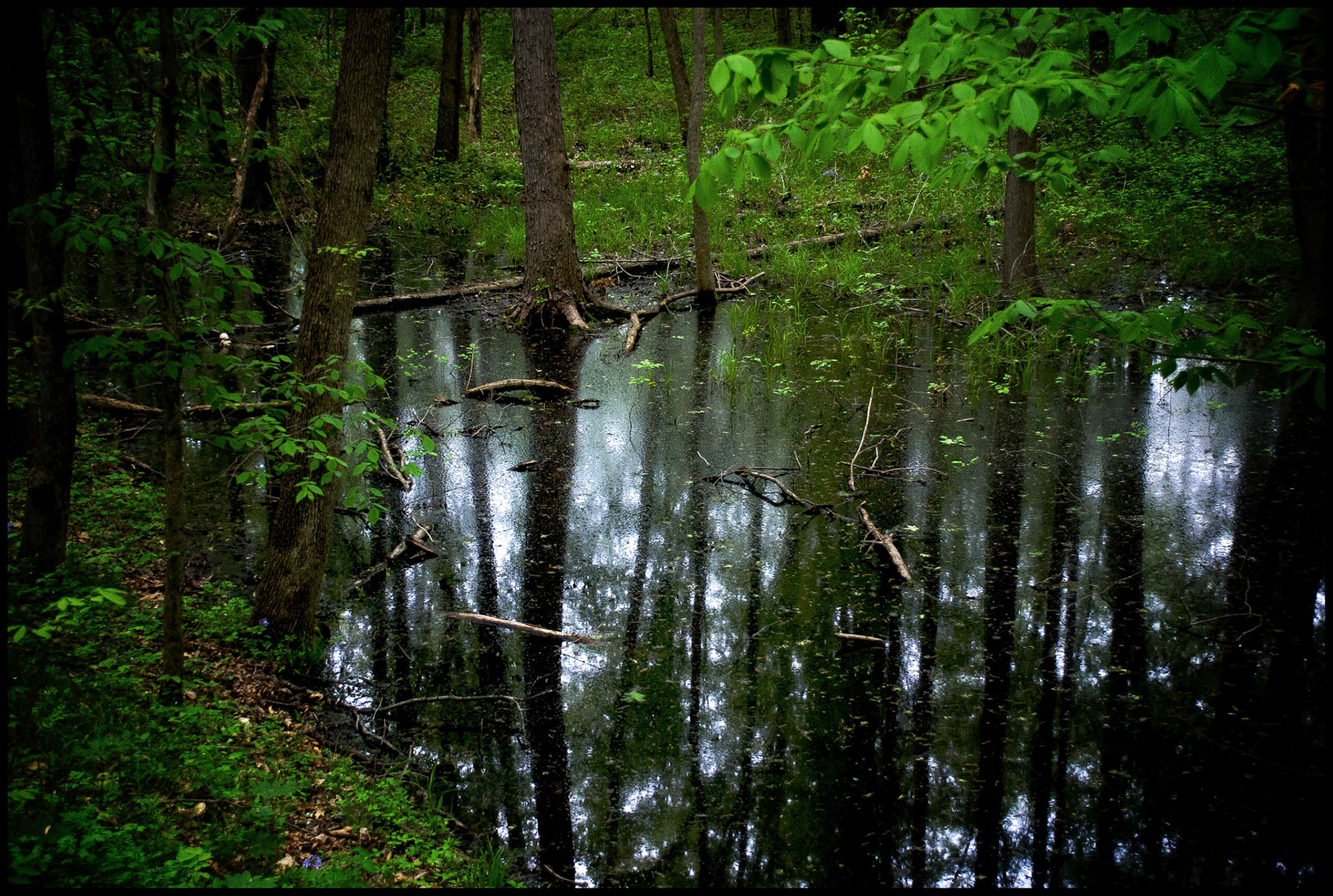 A forest still life of a reflection of a partially submerged tree in standing water after a heavy rain. Near Renick, Missouri USA, 2008.