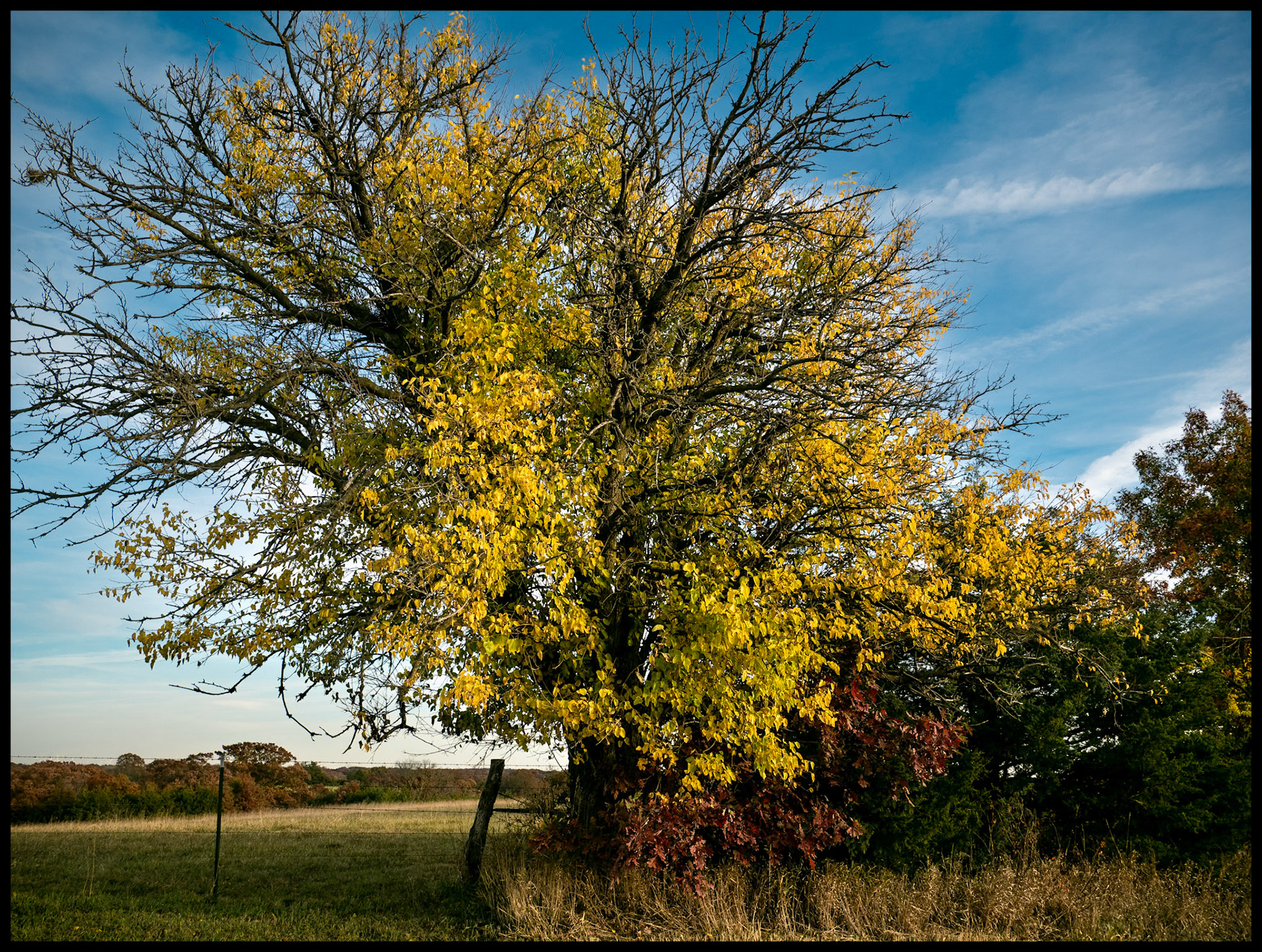 A partially bare tree in a fencerow with its brilliant yellow  leaves glowing from the late Autumn afternoon sun against a blue sky and billowy clouds. Near Greentop, Missouri. 2024