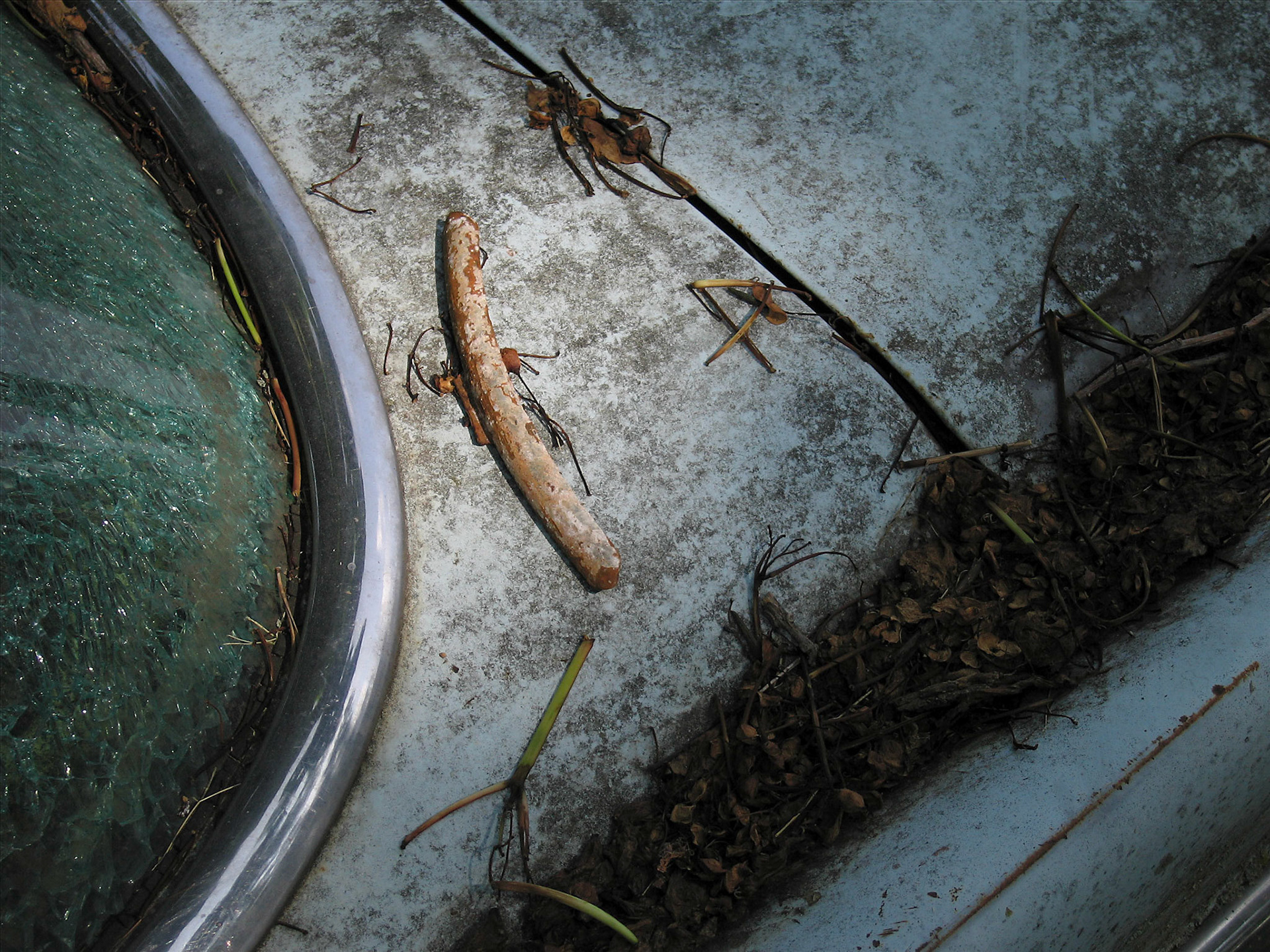 Still life portrait of decay. The curve of a  broken rusted wheel weight compliments the curve of the chrome trim on the back window of a decaying 1960 Lincoln automobile. Evidence of decay include the compost in a recess, cracked window, mold on the paint and various twigs and pine needles