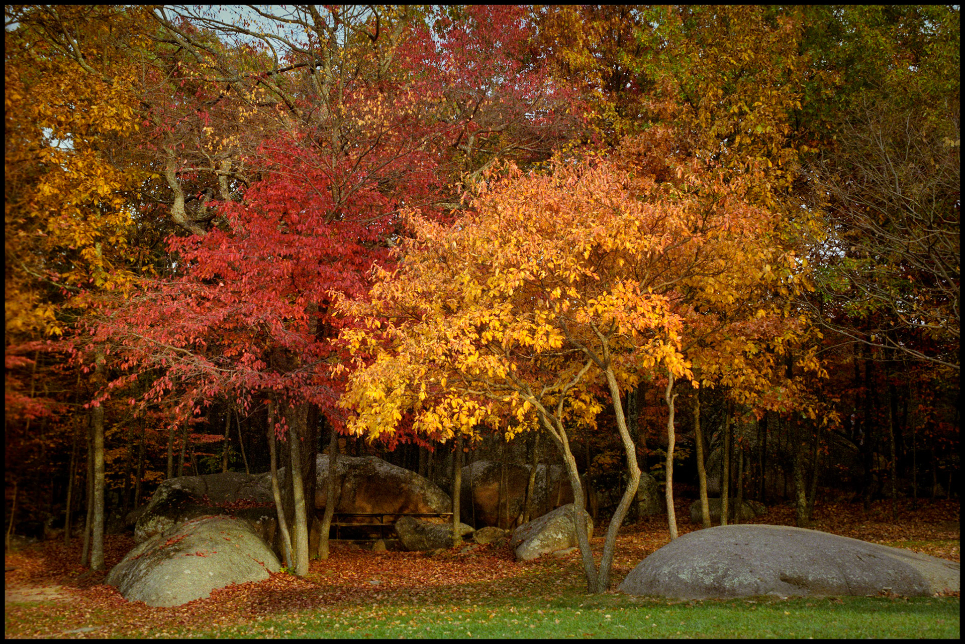 Brightly colored red and orange Autumn leaves on trees at a boulder strewn picninc area at Elephant Rock State Park near Graniteville, Missouri USA, 1992