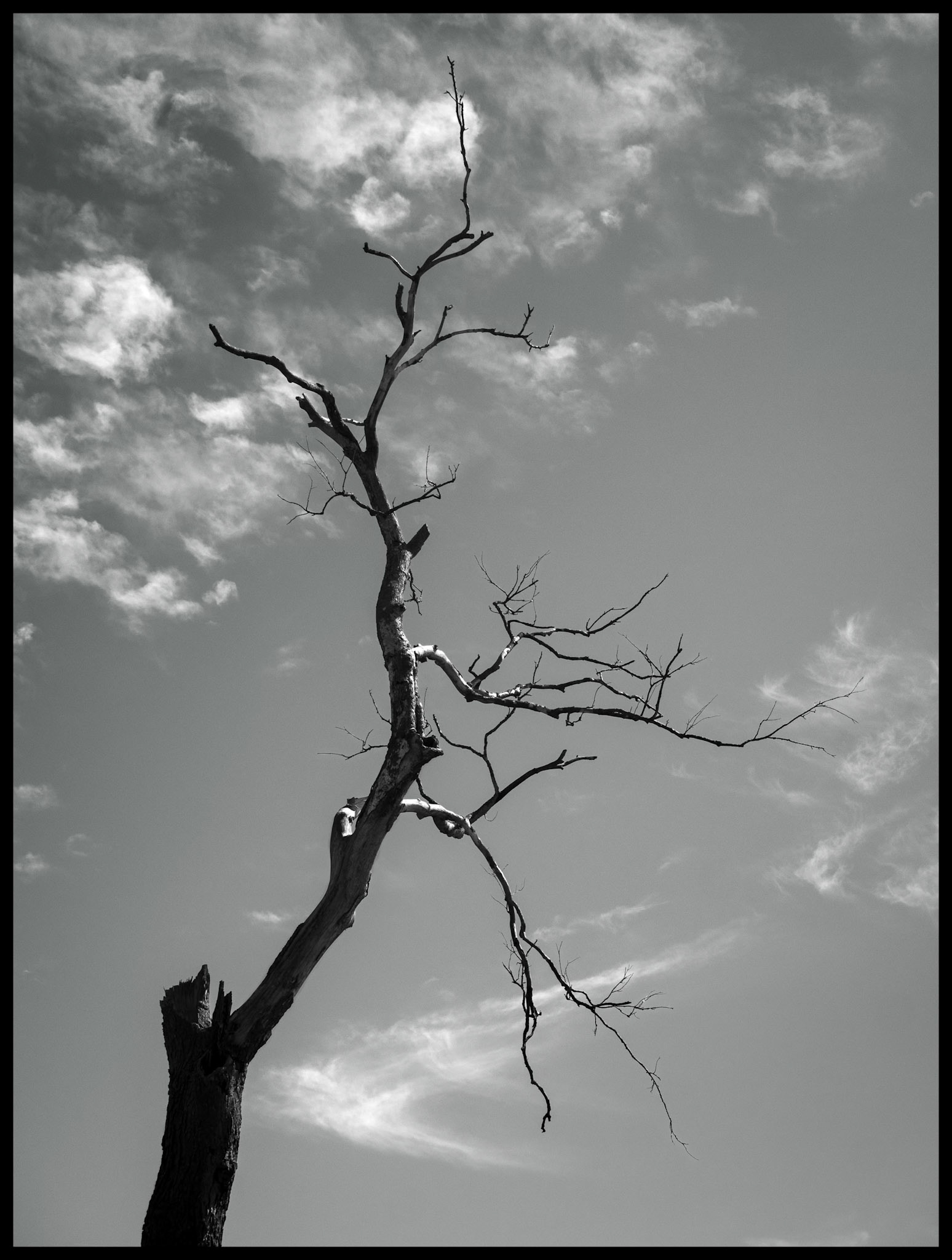 A black and white upward view of a semi-silhouetted dead tree with one remaining main branch, against a sky laced with several wispy cirrus clouds in shapes that compliment the lines of the tree. Near Pure Air, Missouri, 2026.