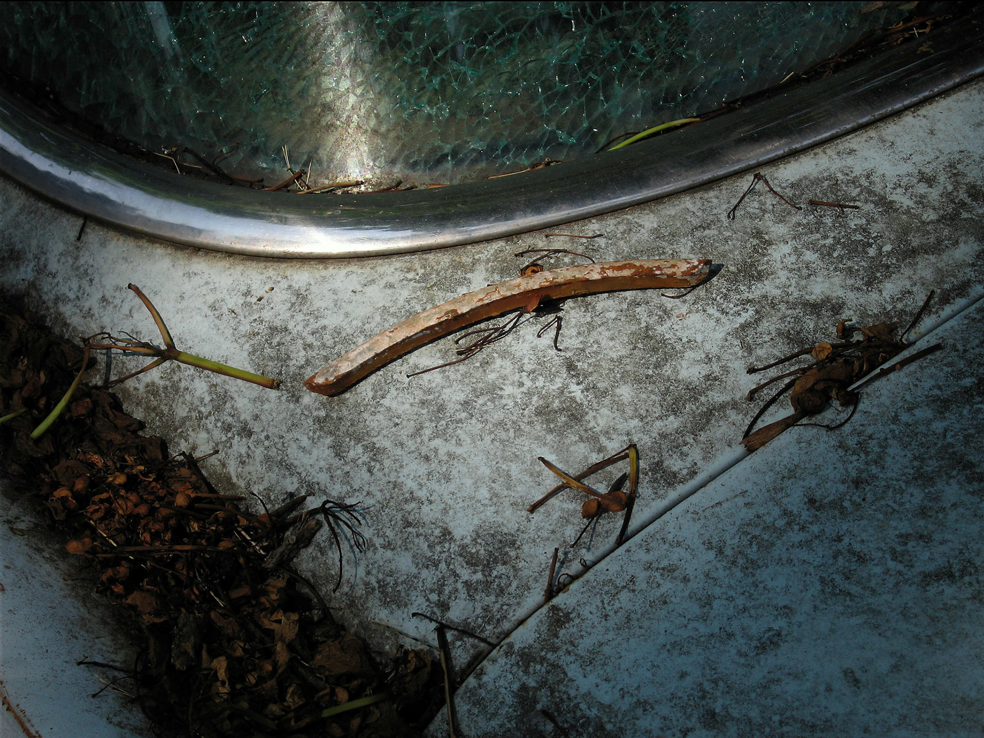 Still life portrait of decay. The curve of a  broken rusted wheel weight compliments the curve of the chrome trim on the back window of a decaying 1960 Lincoln automobile. Evidence of decay include the compost in a recess, cracked window, mold on the paint and various twigs and pine needles