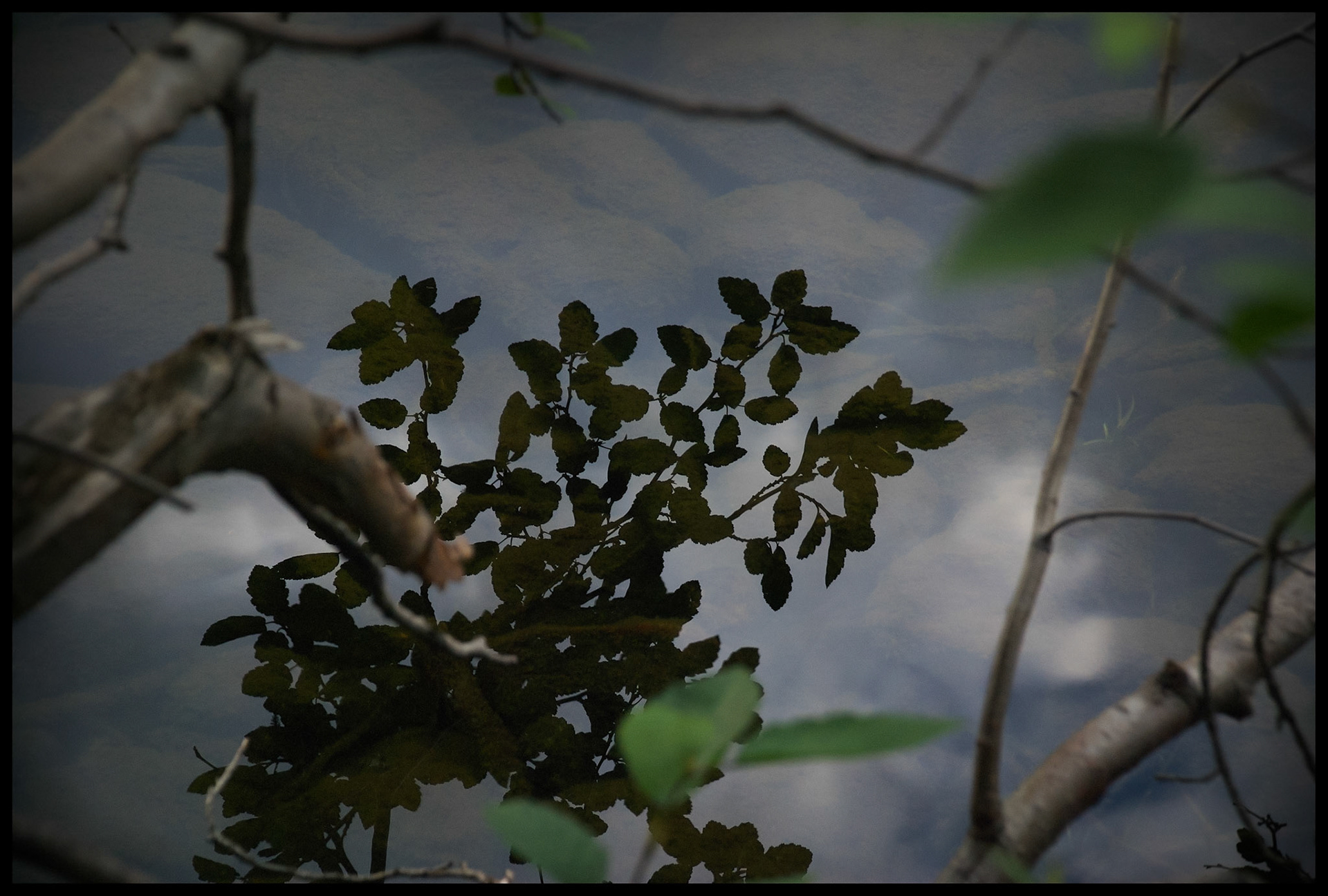An abstract minimal nature still life of a plant's shadow blocking the reflection of the sky on the surface of a lake, showing water's property of being both transparent and reflective simultaneously, allowing the viewer's eye to focus on multiple layers, or dimensions, in one image. Bear Lake, Rocky Mountain National Park, Colorado, USA.