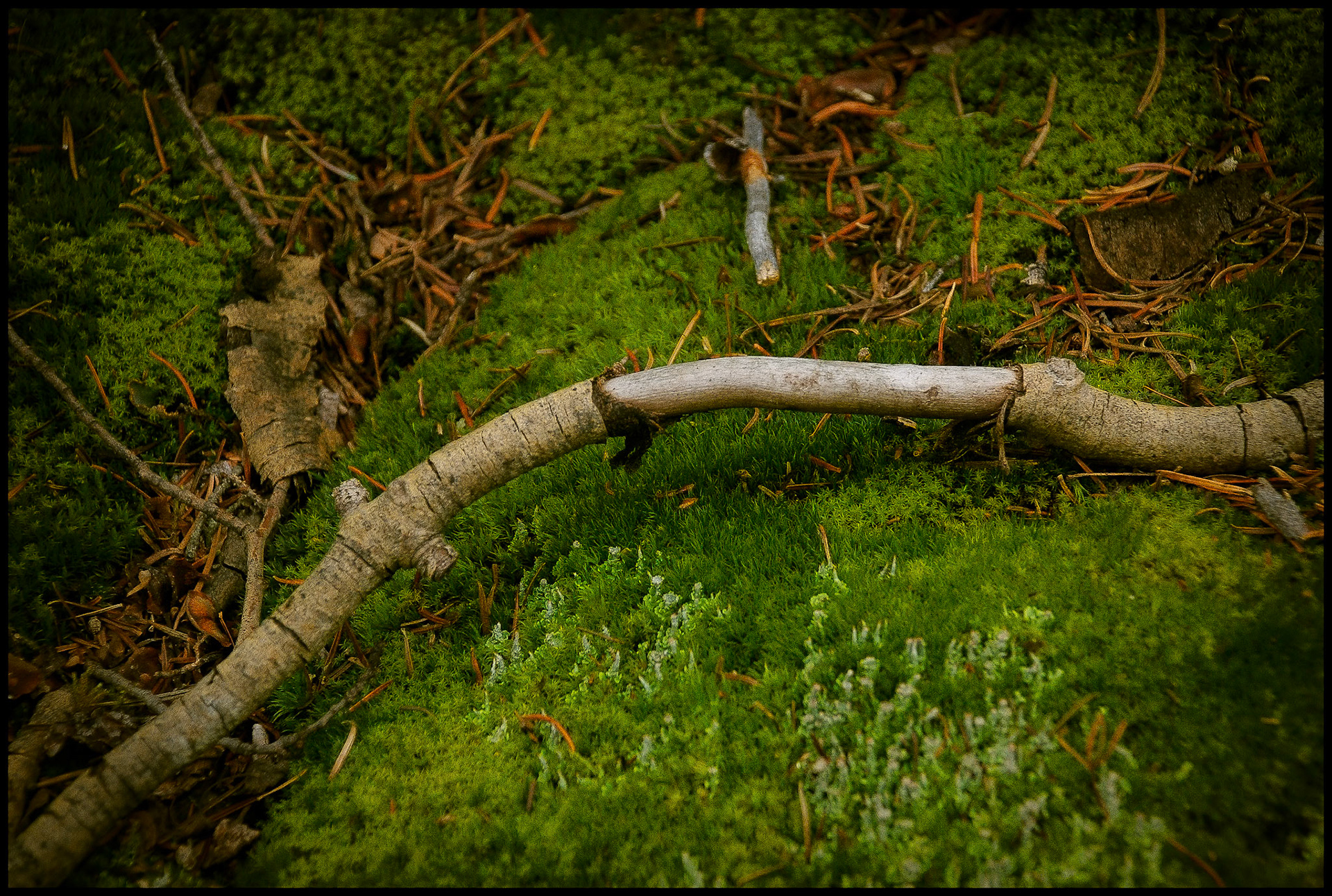 Abstract detail of bowed branch with a strip of bark missing resting on a bed of lush green moss, dead leaves, and orange pine needles with another perpendicular branch seemingly pointing to the bare portion of the bowed branch.
