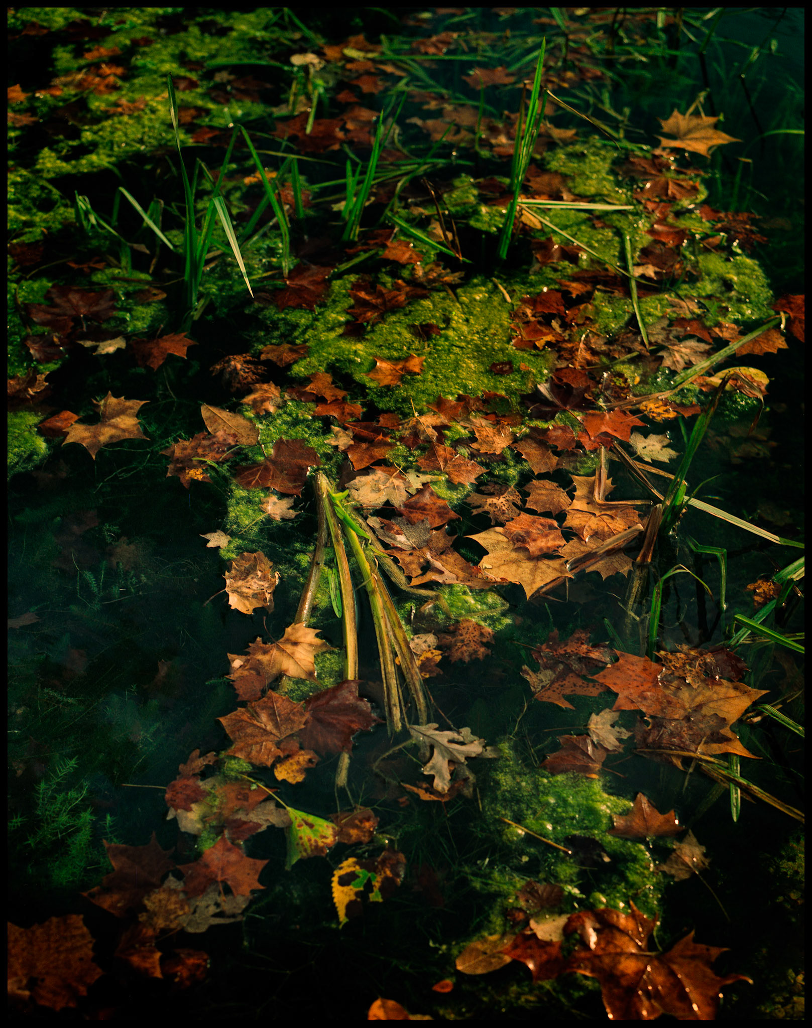 Colorful floating Autumn leaves and watergrass at Alley Spring near Eminence, Missouri in the Missouri Ozarks, 1991.